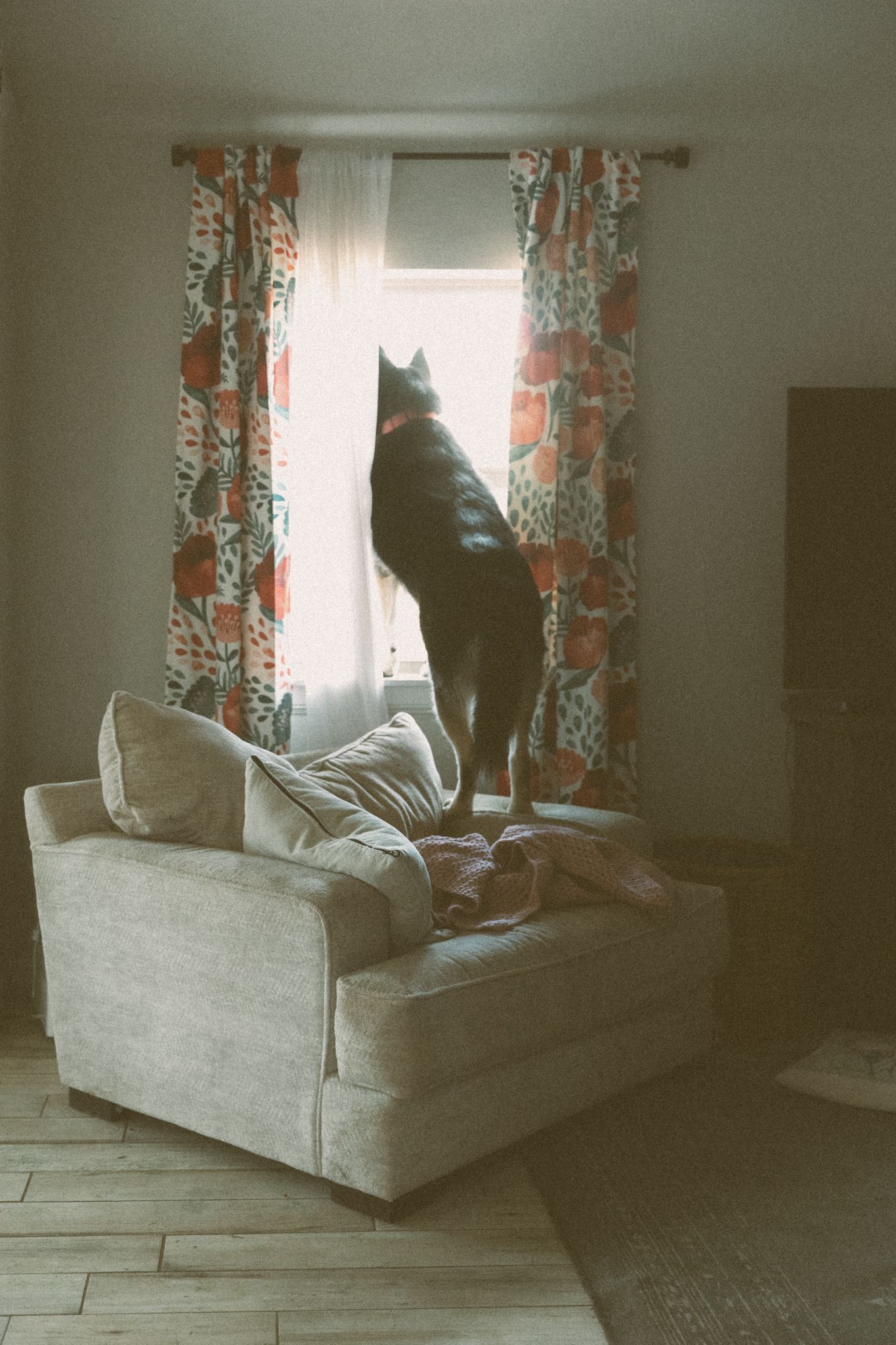 Black dog standing on a beige sofa looking out a sunlit window with floral curtains.