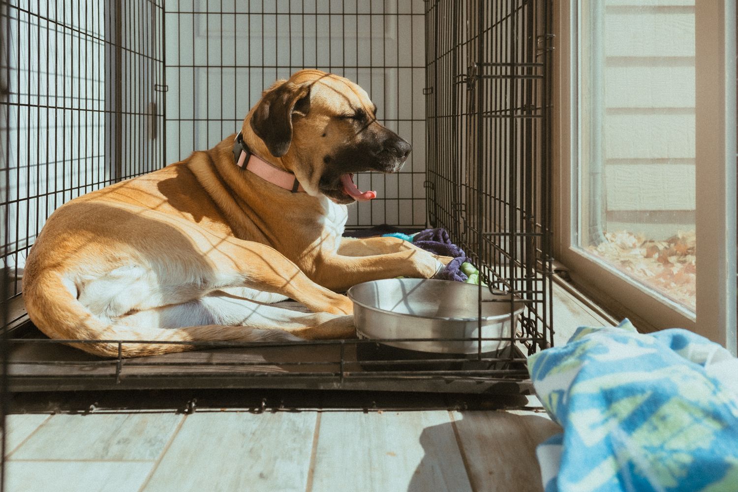 Multiple dogs resting in kennels with blue bedding visible.