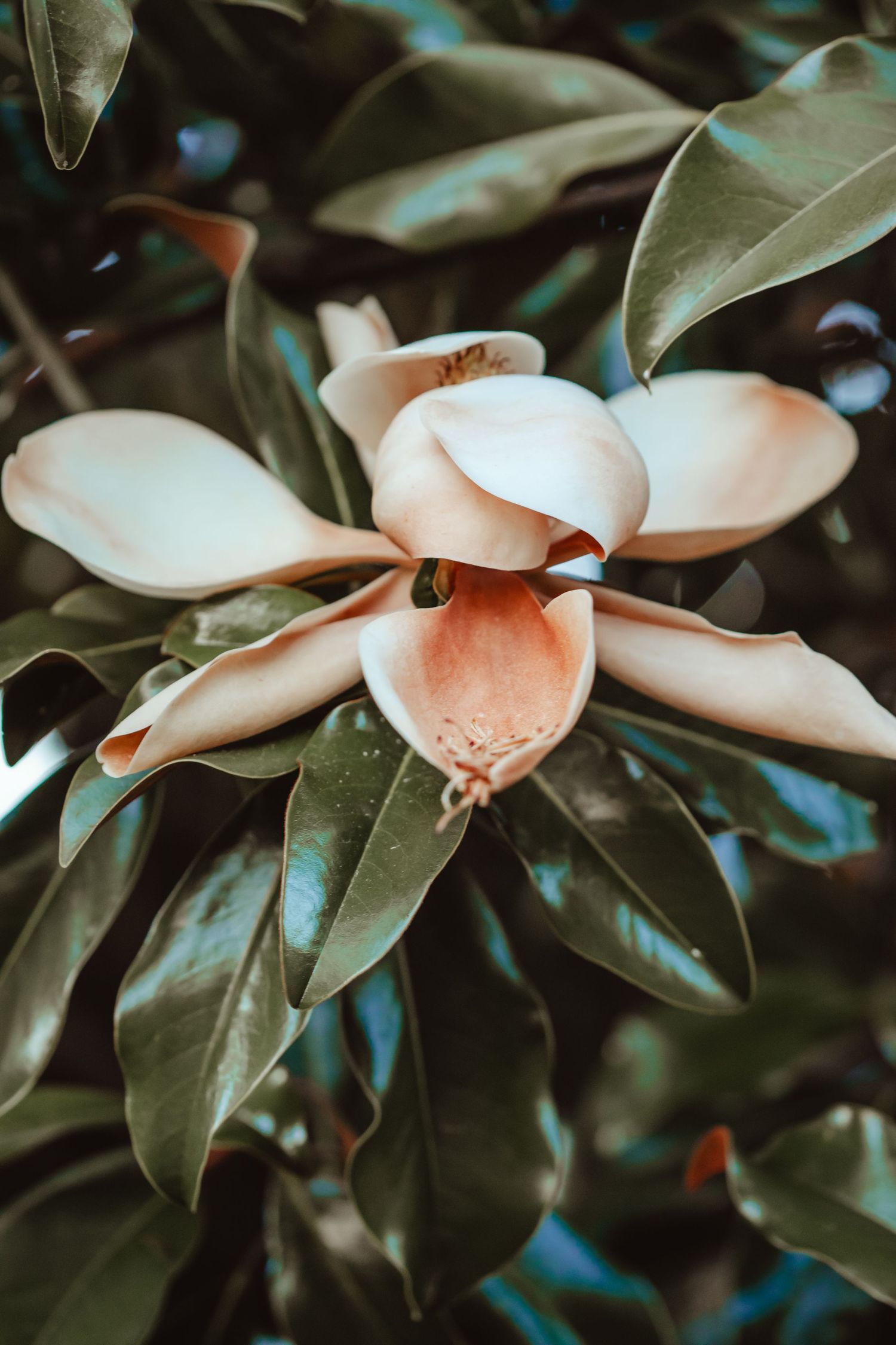A delicate magnolia flower blooms with soft pink petals against dark green leaves in a moody garden setting.