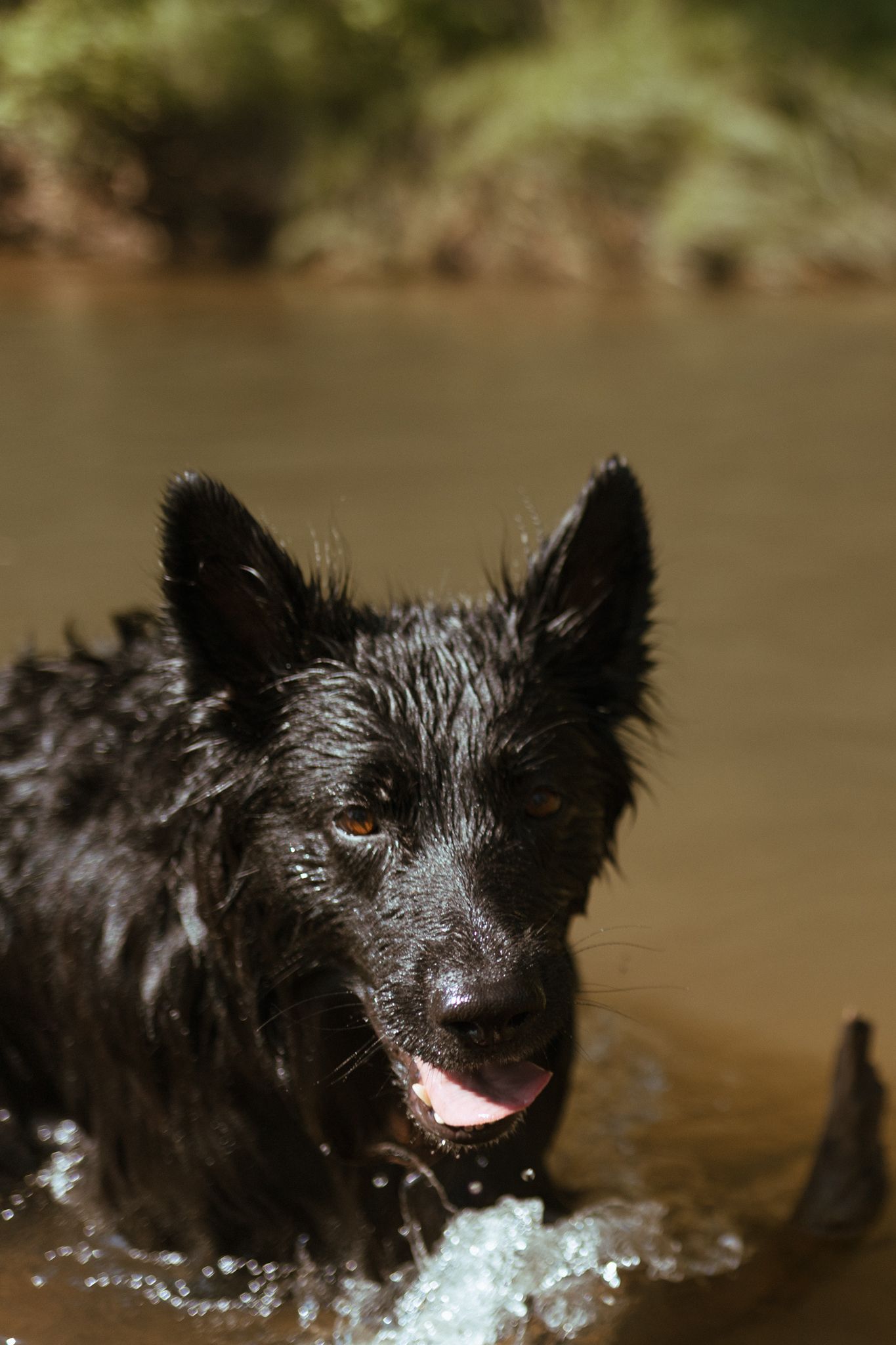 Close-up of a wet black dog's face with water droplets in a river.