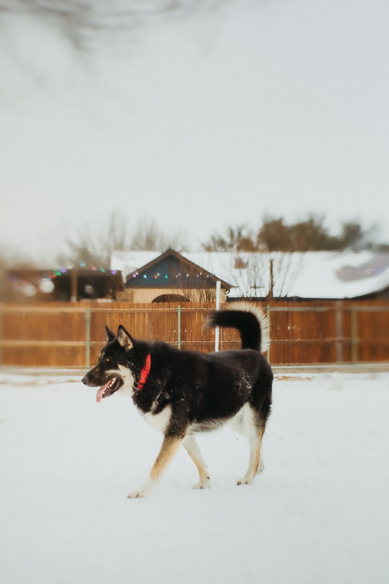 A black and white husky dog walking through a snowy landscape with a red collar.