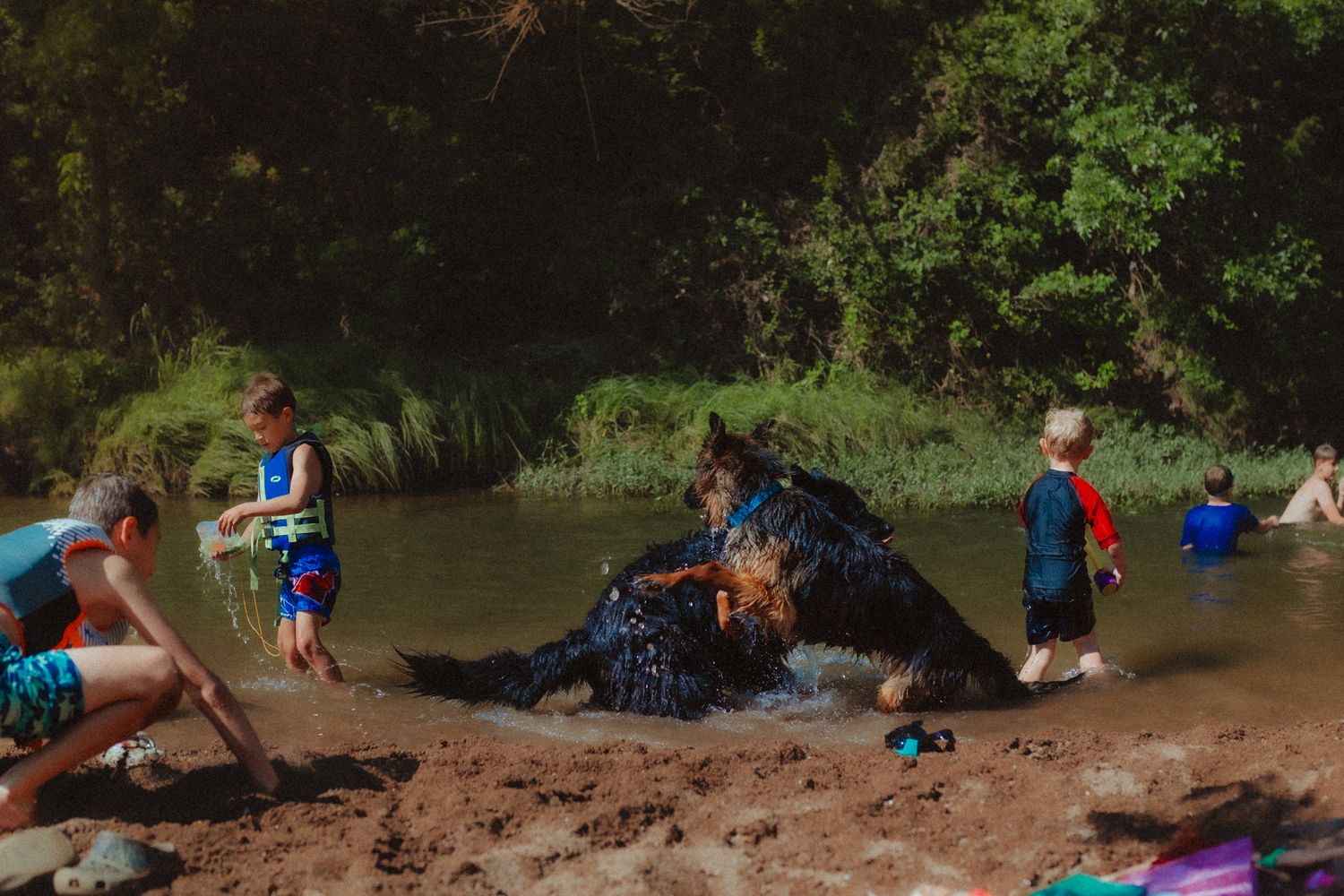 People and dogs playing together at a muddy swimming spot in nature.
