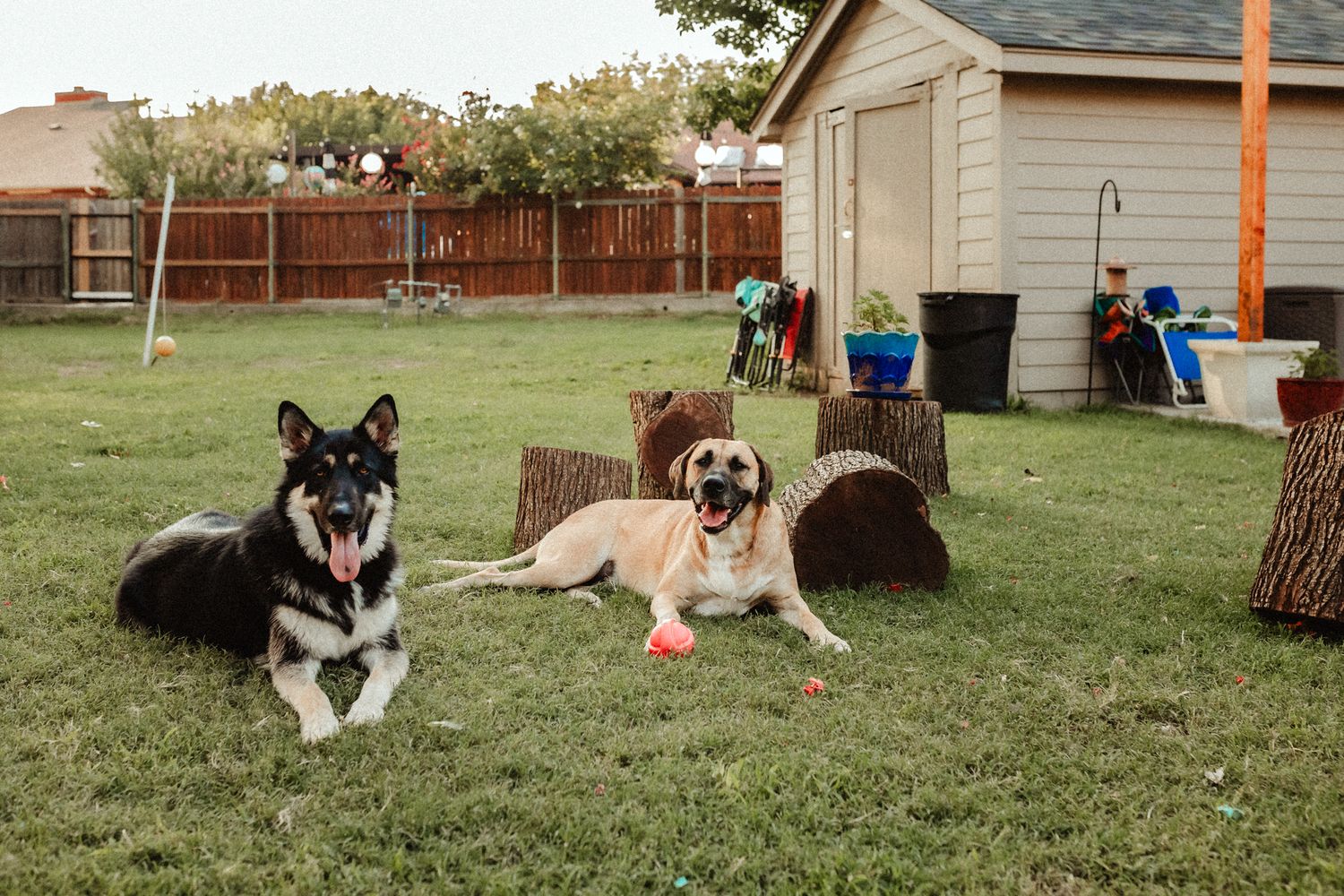 Several dogs relaxing in a backyard with wooden fences and a house in the background.