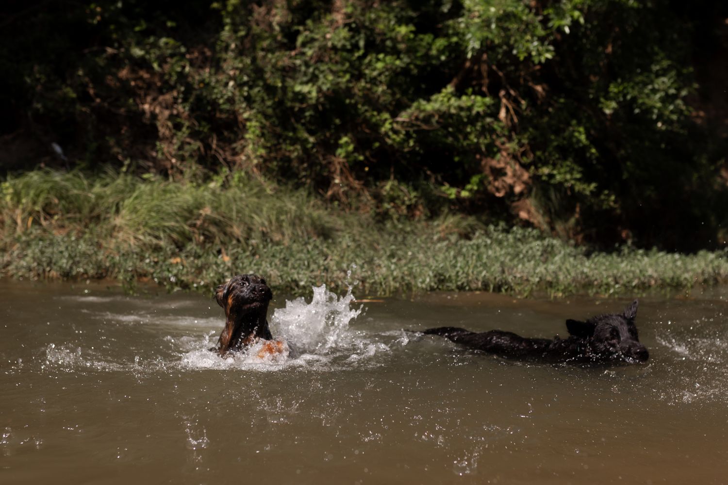 Dogs splashing and swimming in brown river water on sunny day.