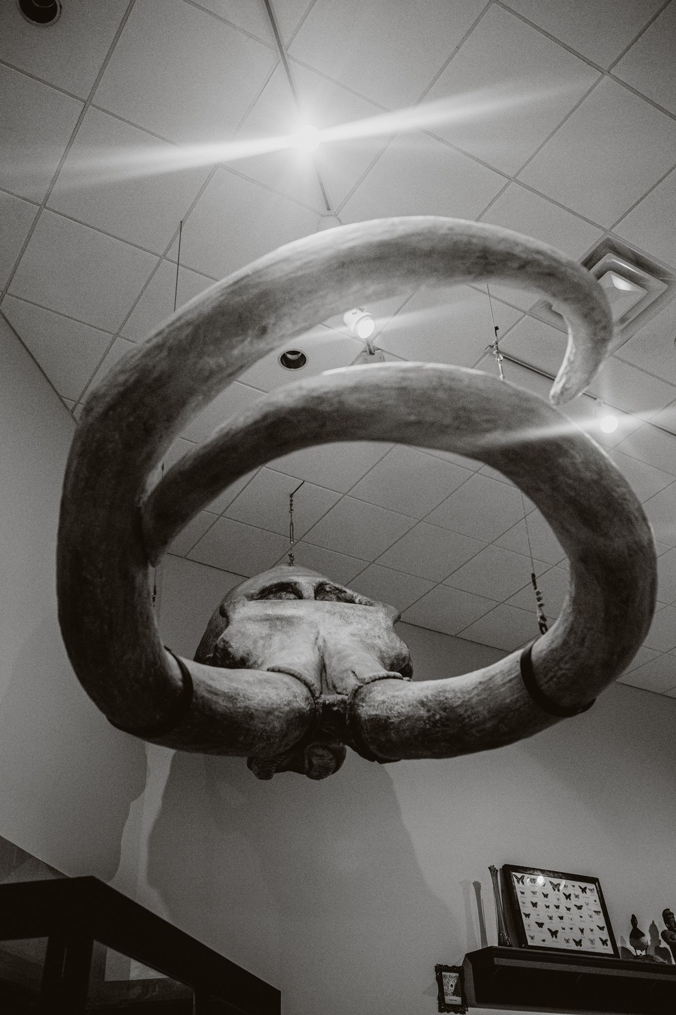 A large curved sculpture hangs from a ceiling, creating a dramatic black and white artistic display in an interior space.