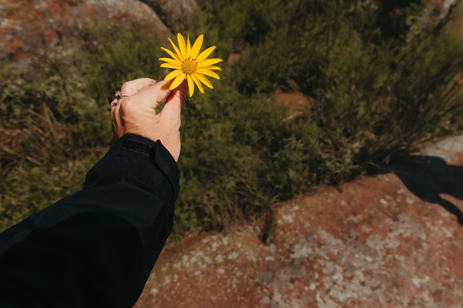 A hand in a black sleeve holds a bright yellow daisy flower against a rocky outdoor landscape at Medicine Park, Oklahoma with Liz Perez Phot
