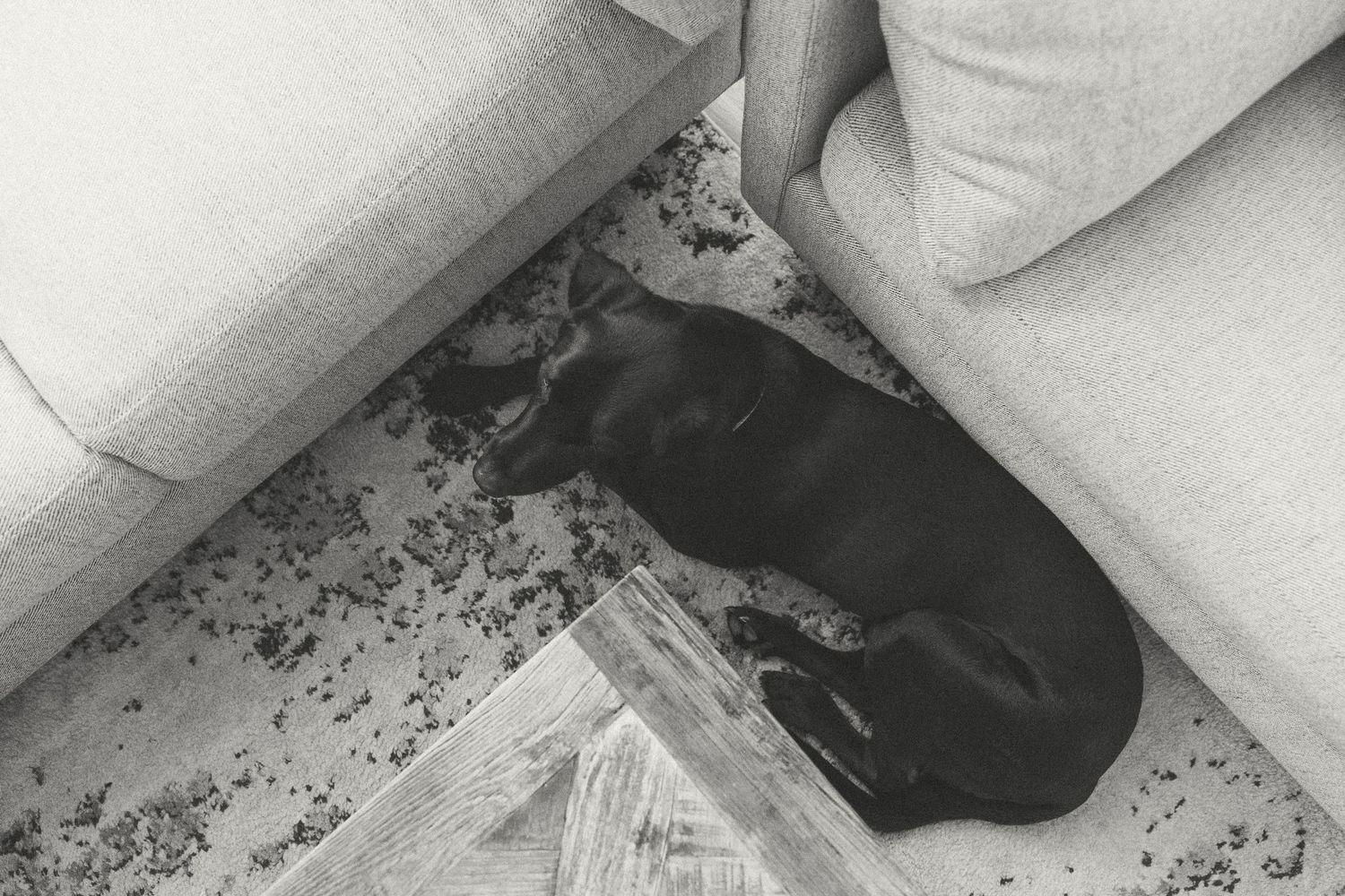 Black dog sleeping peacefully on a rug beside a light gray sofa in a cozy living room, black and white photo.