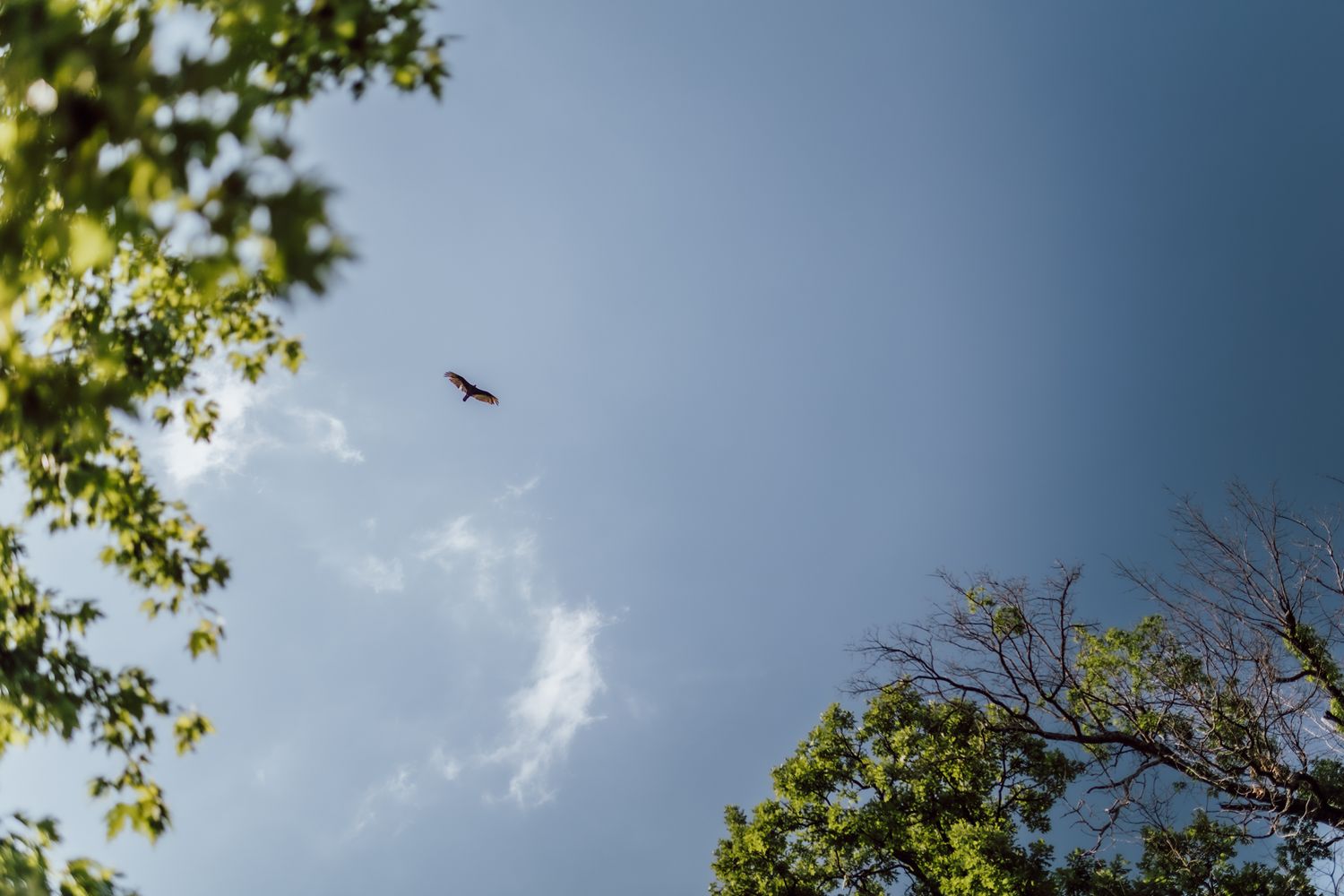 A bird soars through blue sky with green tree branches framing the shot.