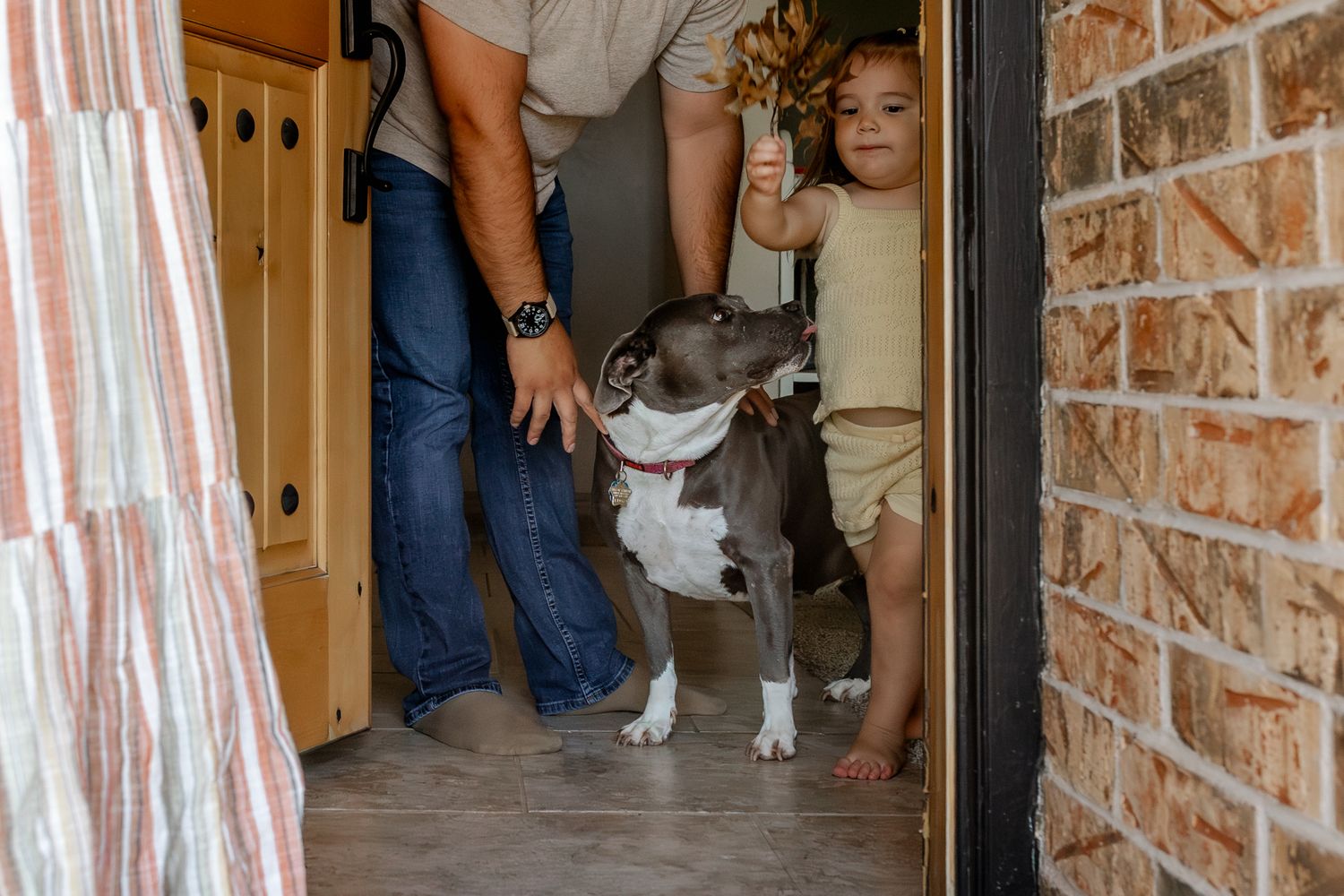 Boston terrier dog greets people at the front door of a brick home.