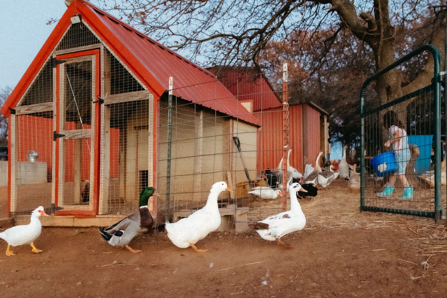 Red barn buildings with white ducks walking in front on a rural property.