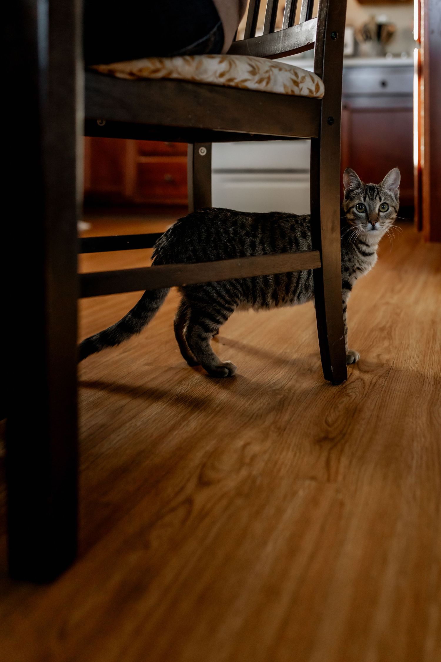 A curious tabby cat peeks out from behind a wooden dining chair on hardwood flooring.