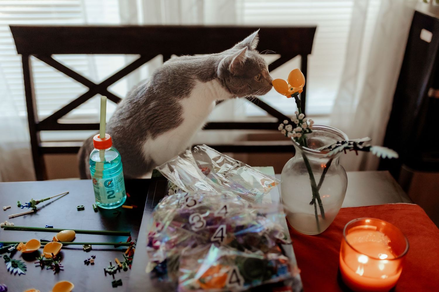 A gray and white cat investigates items on a table with a lit candle and drink can.