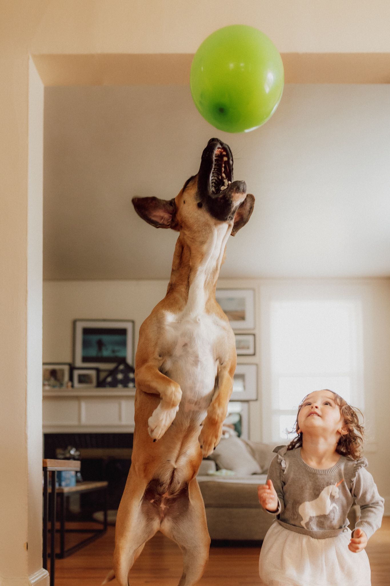 A dog and companion playing with a green balloon in a bright indoor space.