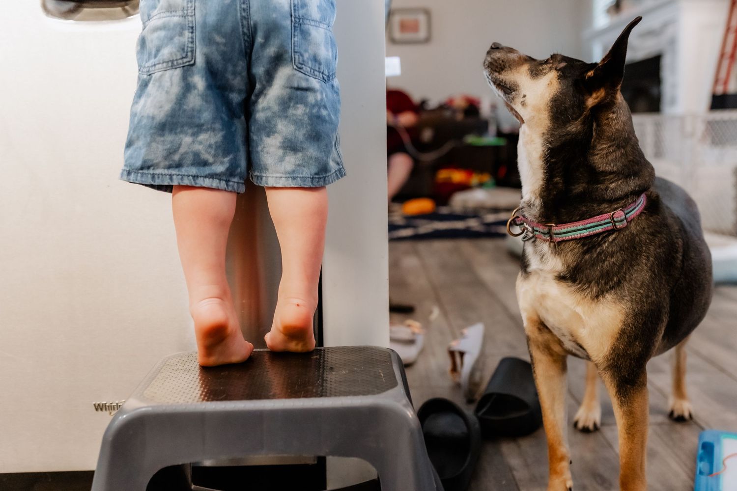 Dog sits attentively next to exercise step platform while someone stands on it in denim shorts.