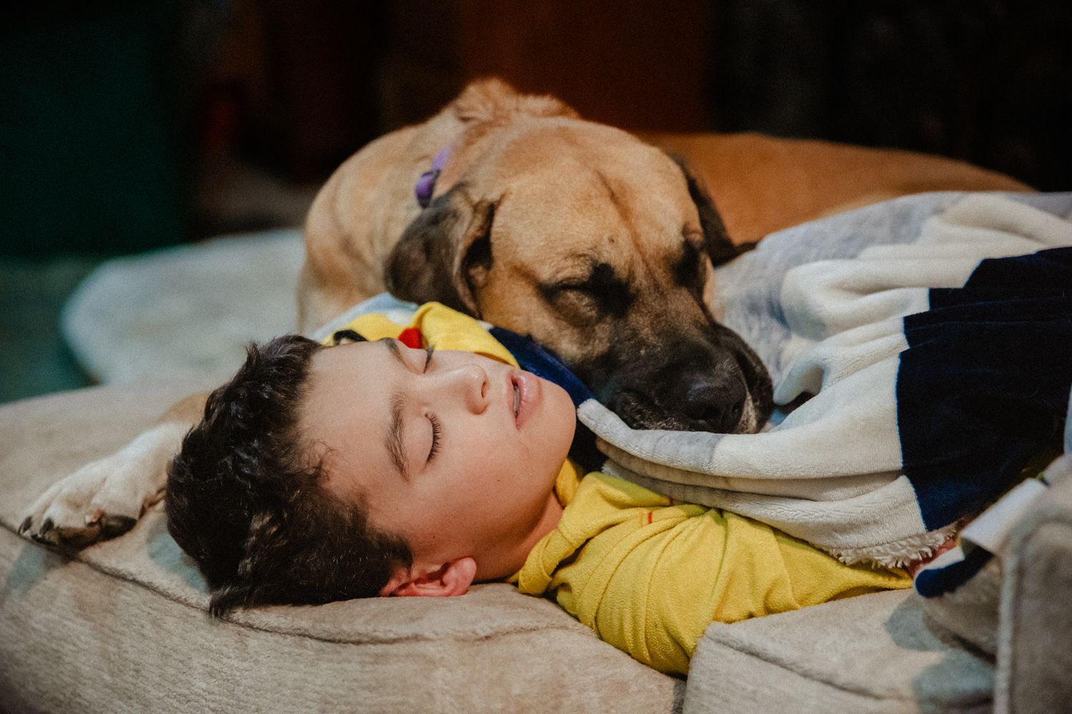 Peaceful sleeping scene with a dog cuddled up next to someone on a bed.