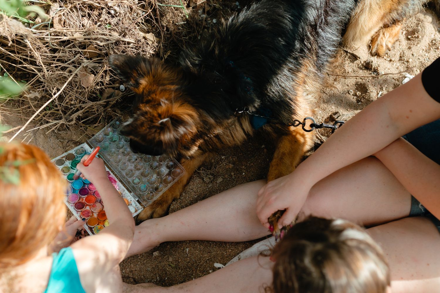 German Shepherd dog lies on dirt ground while someone digs in summer sunshine.