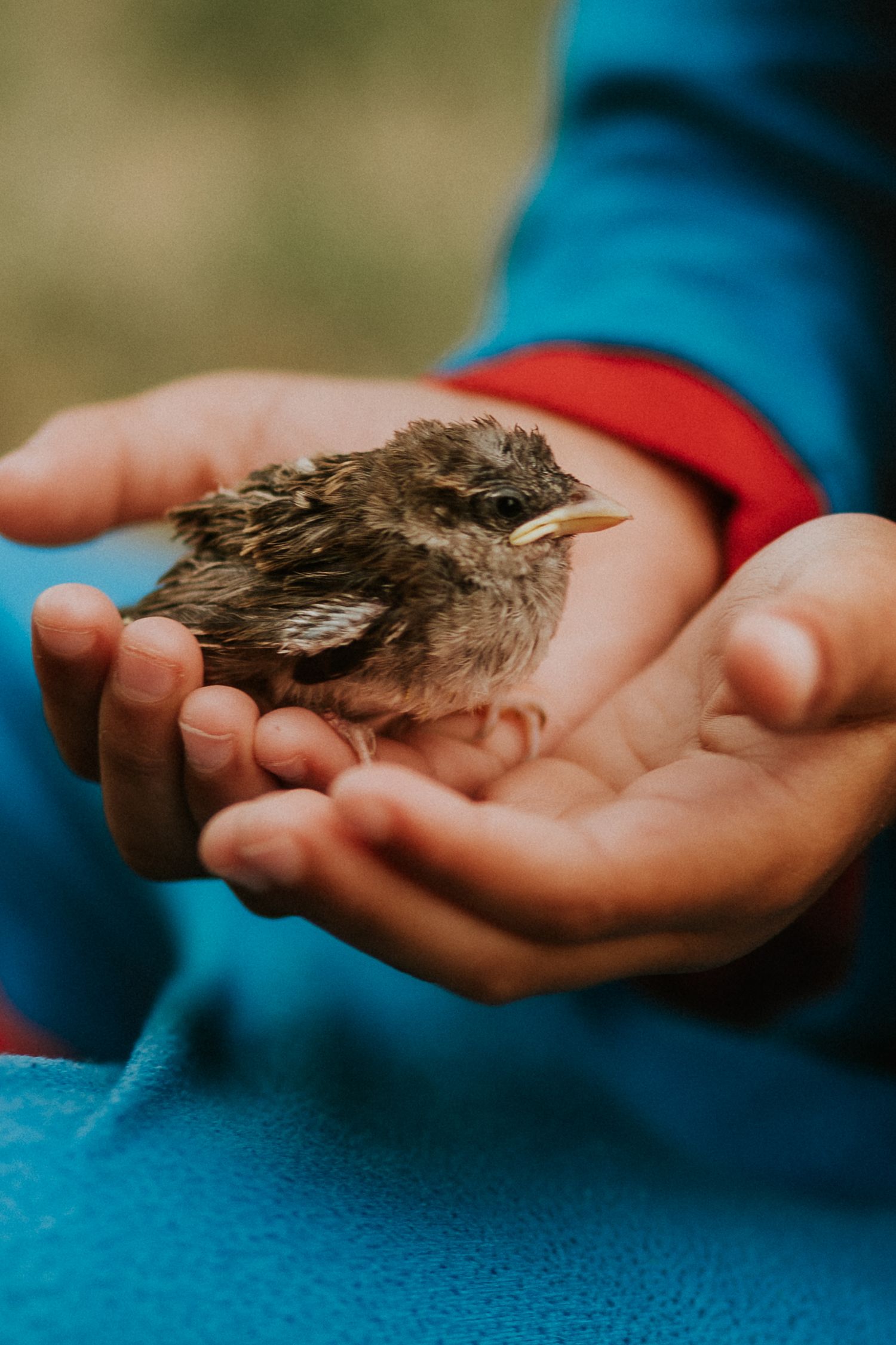 Small brown bird resting in cupped hands with blue fabric in background.