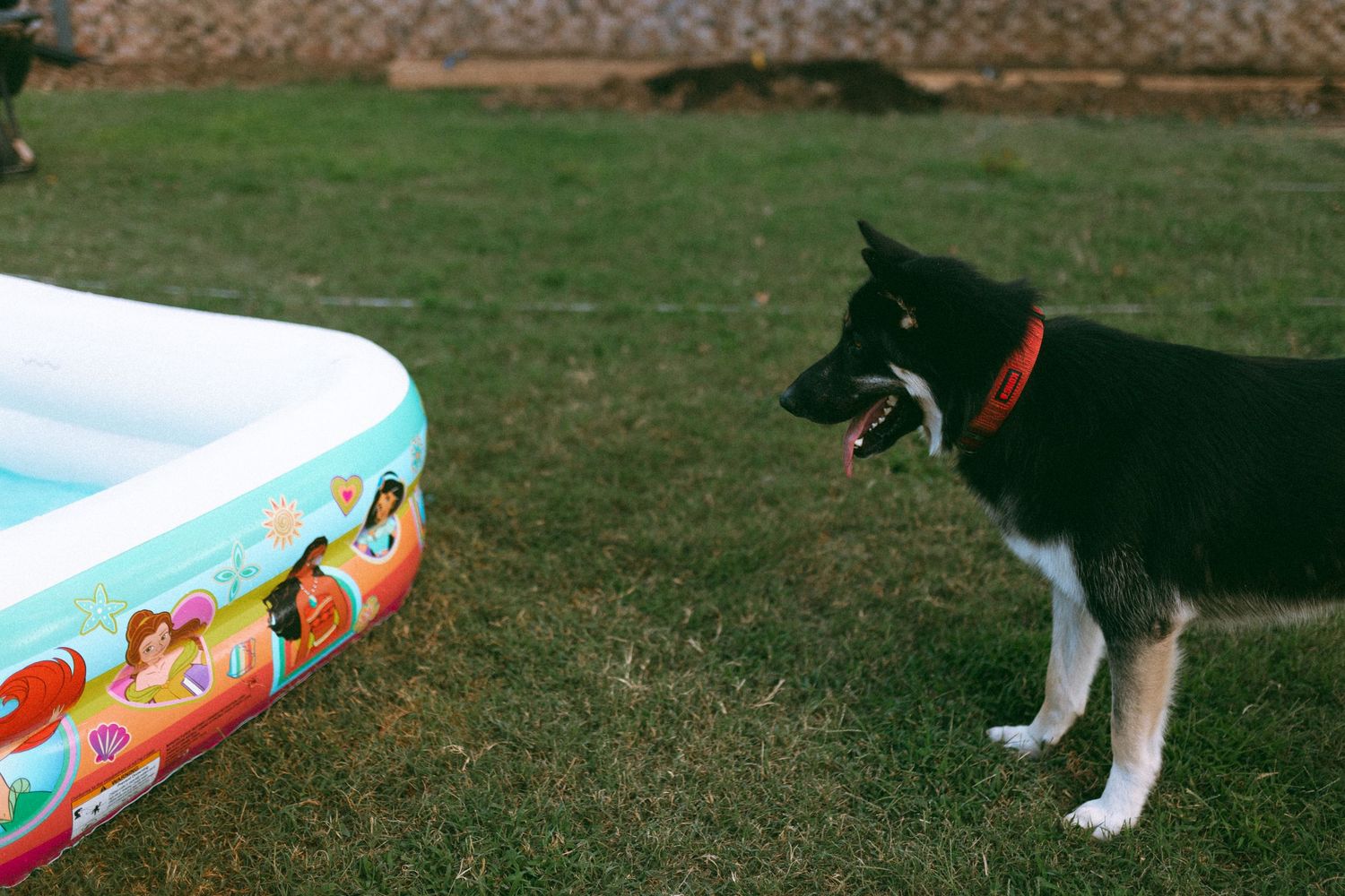 dog playing with inflatable pool toys in a grassy backyard on a sunny day. In-Home Photography Liz Perez