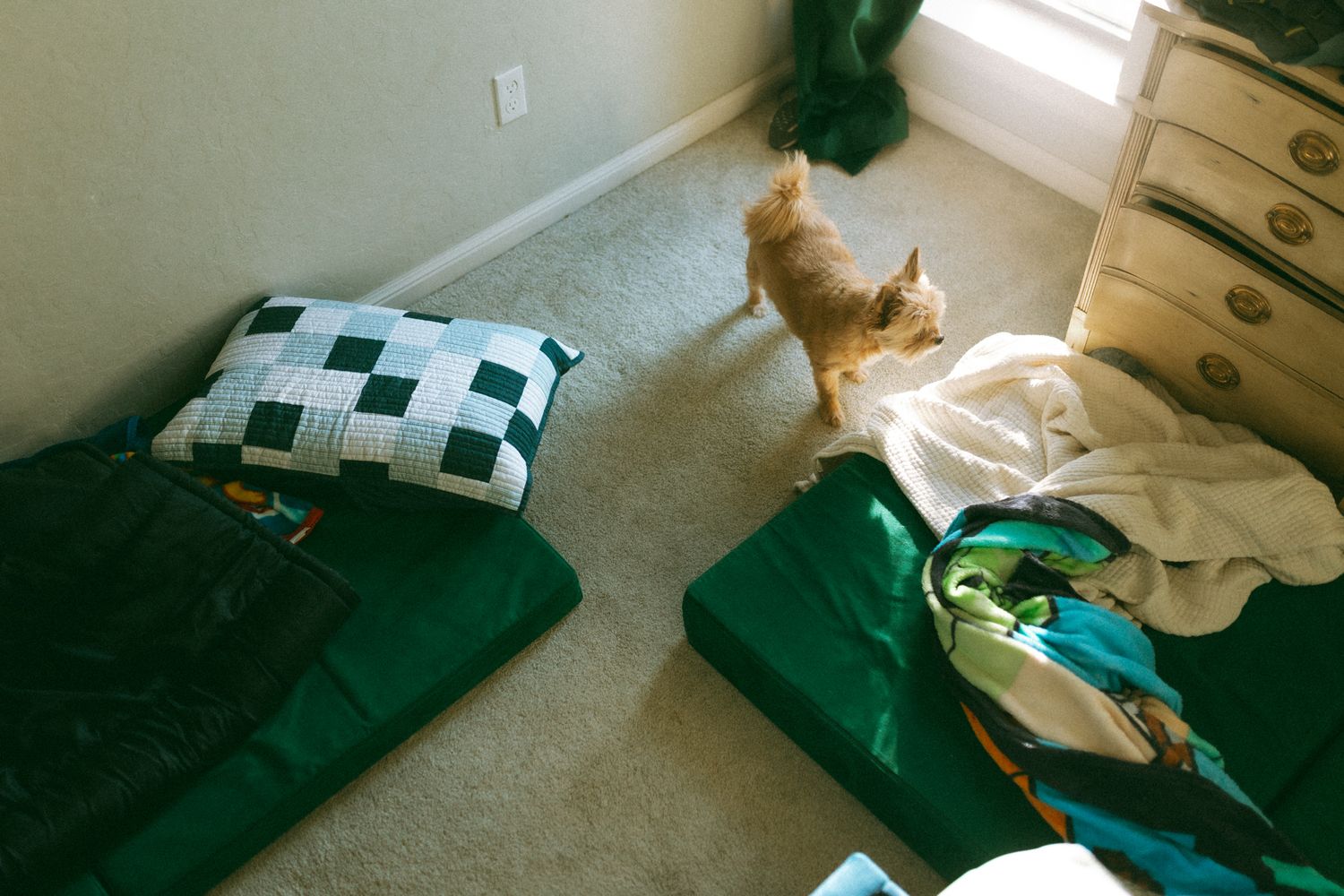 A sunlit room with green bedding and a cat lounging in the corner.