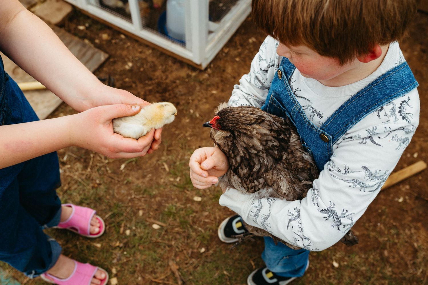 Boy in overalls holds a hen while another child offers a baby chick on a farm.