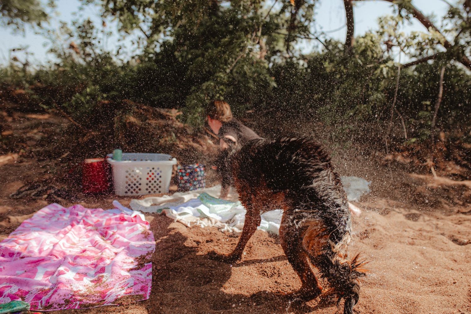 Dog shaking off water creating dramatic spray pattern against natural backdrop.
