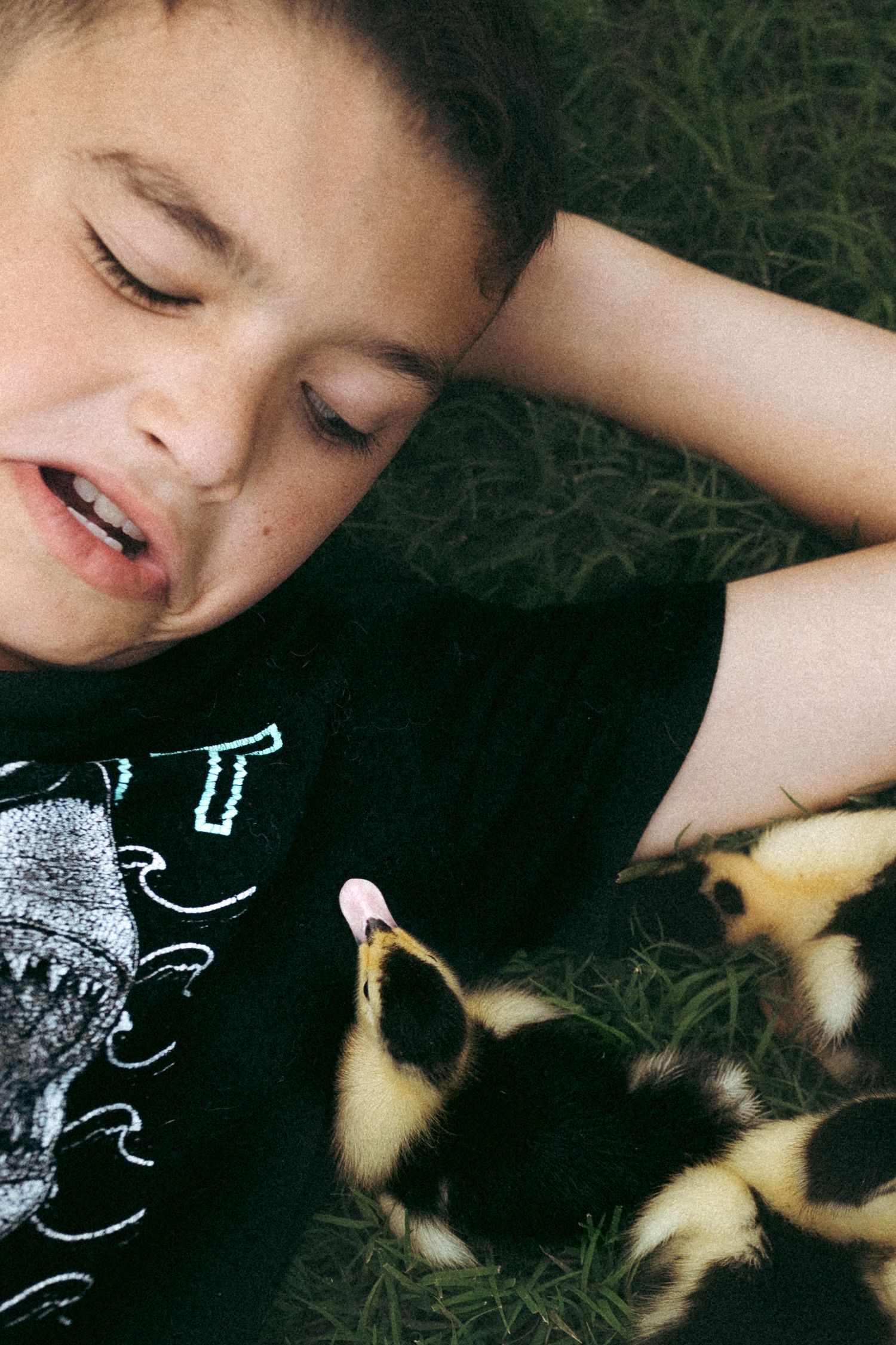 Young boy lying on grass with two baby ducklings nestled beside him, gently holding their beaks.