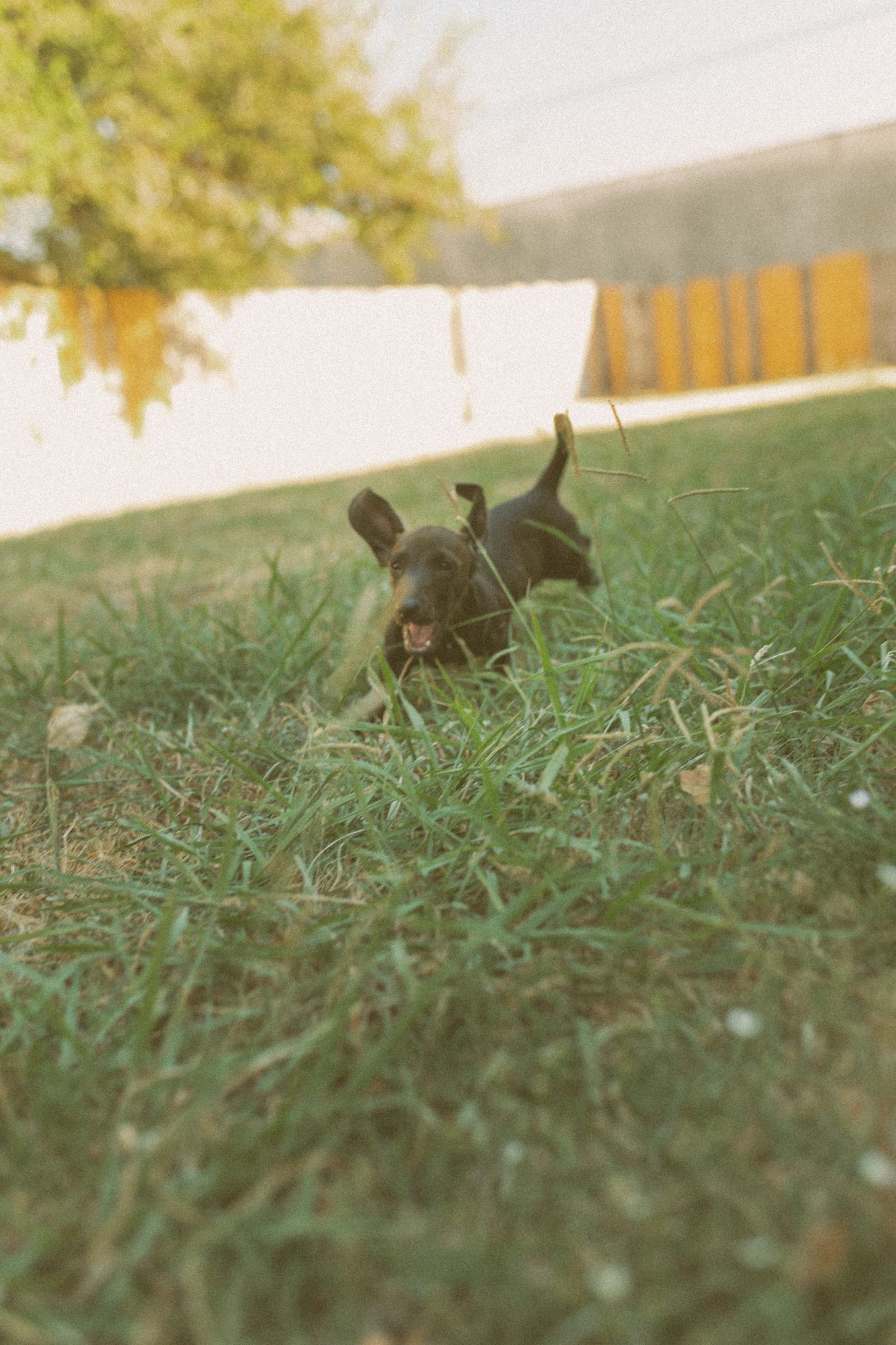 A small black puppy plays in lush green grass in a sunny backyard with a wooden fence in the background.