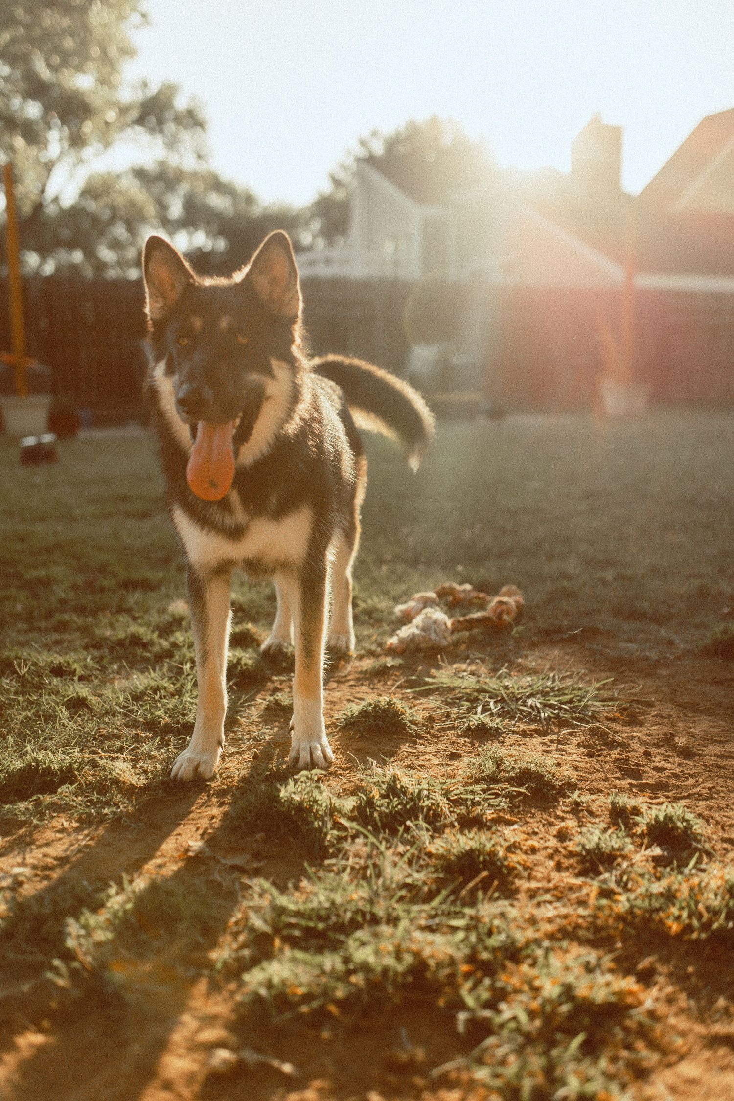 Husky dogs play in a sunlit field during golden hour creating long shadows on the ground.In-Home Photography Liz Perez