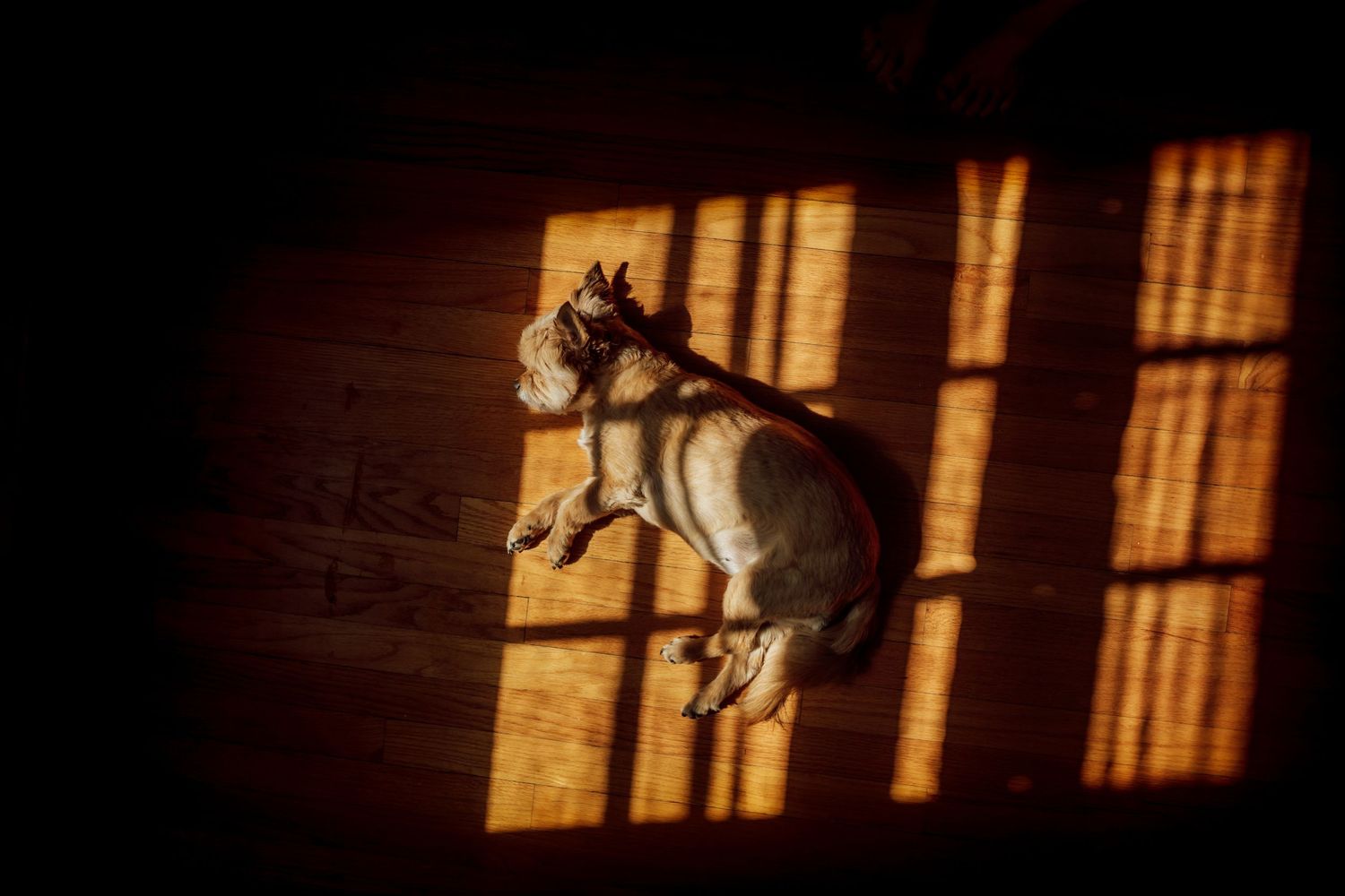 Dramatic window light casting shadows on a dark floor.