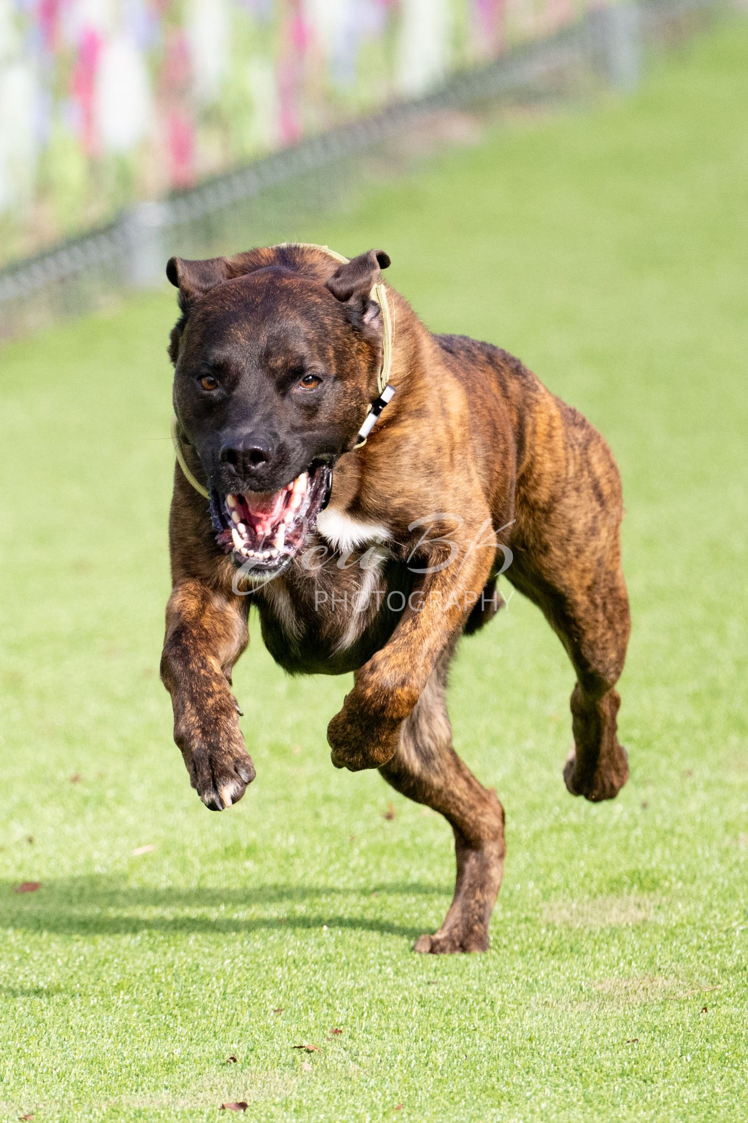 Dog running FastCAT
