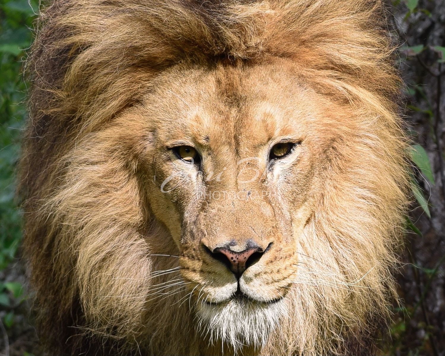 Lion portrait