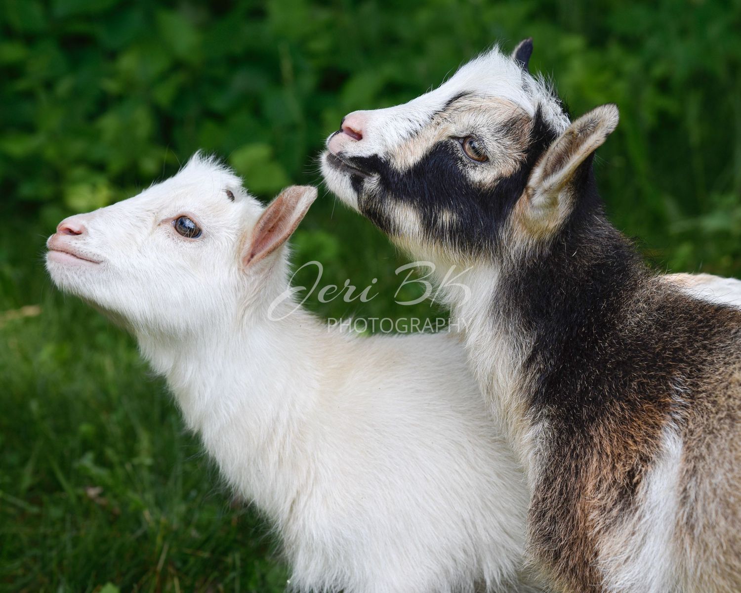 Two goats