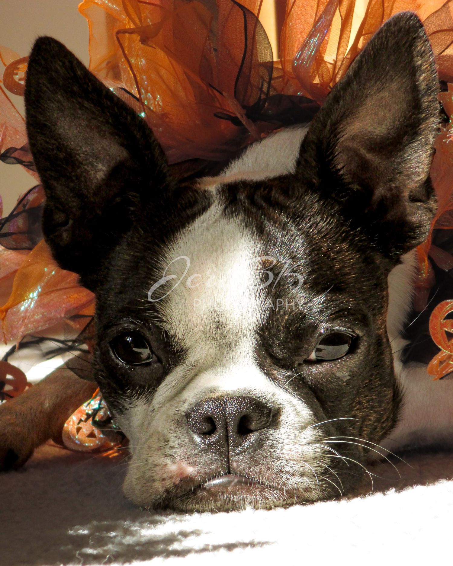 Boston Terrier Halloween diva portrait Michigan