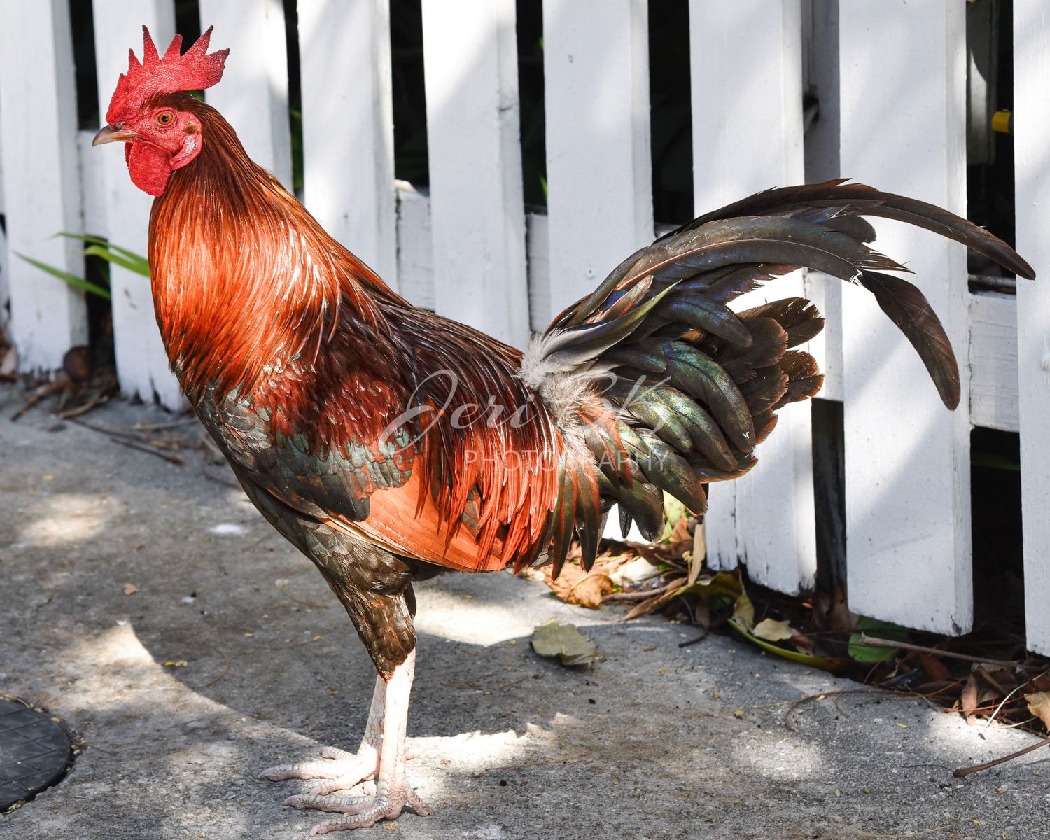 Rooster portrait