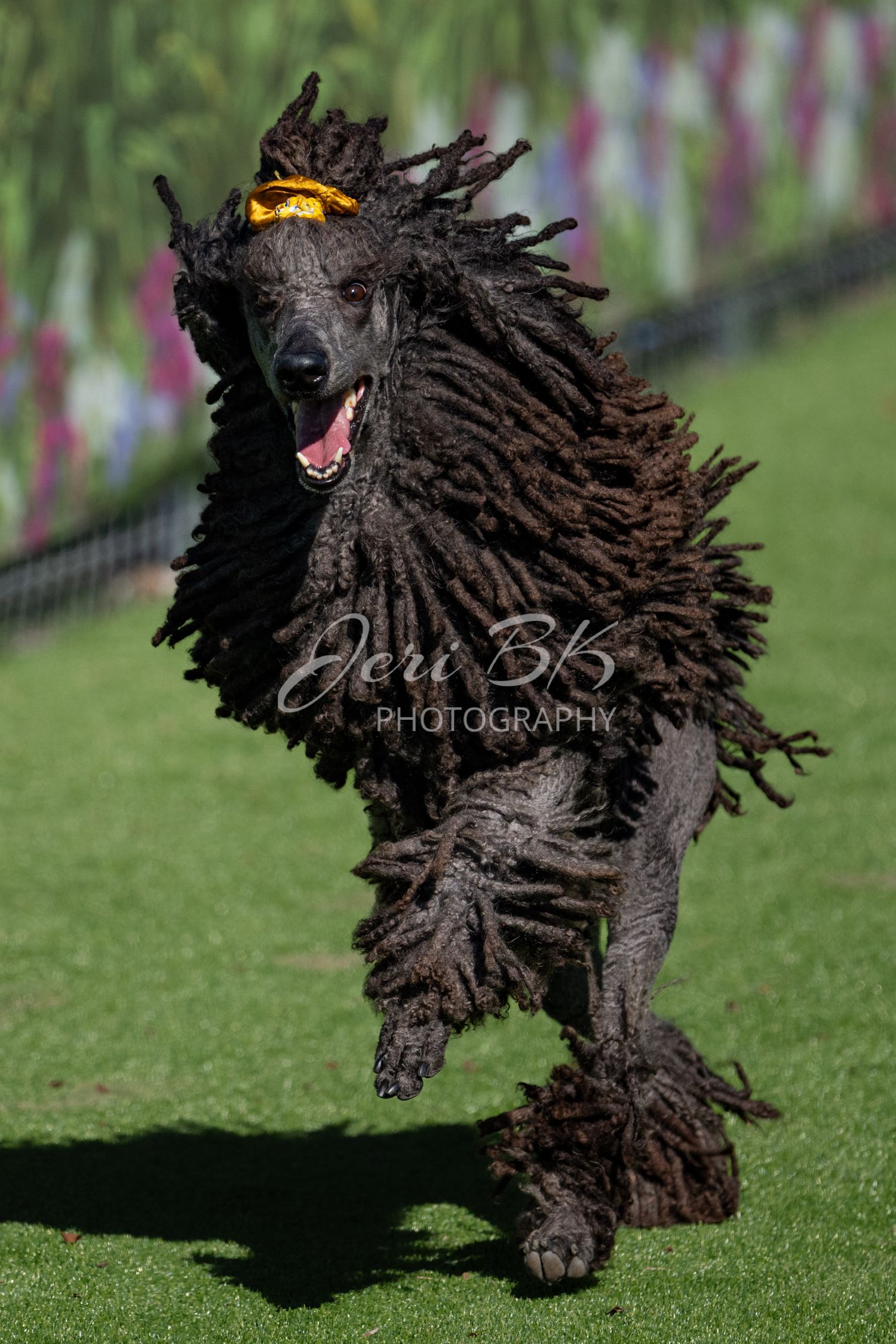 Poodle running FastCAT Michigan