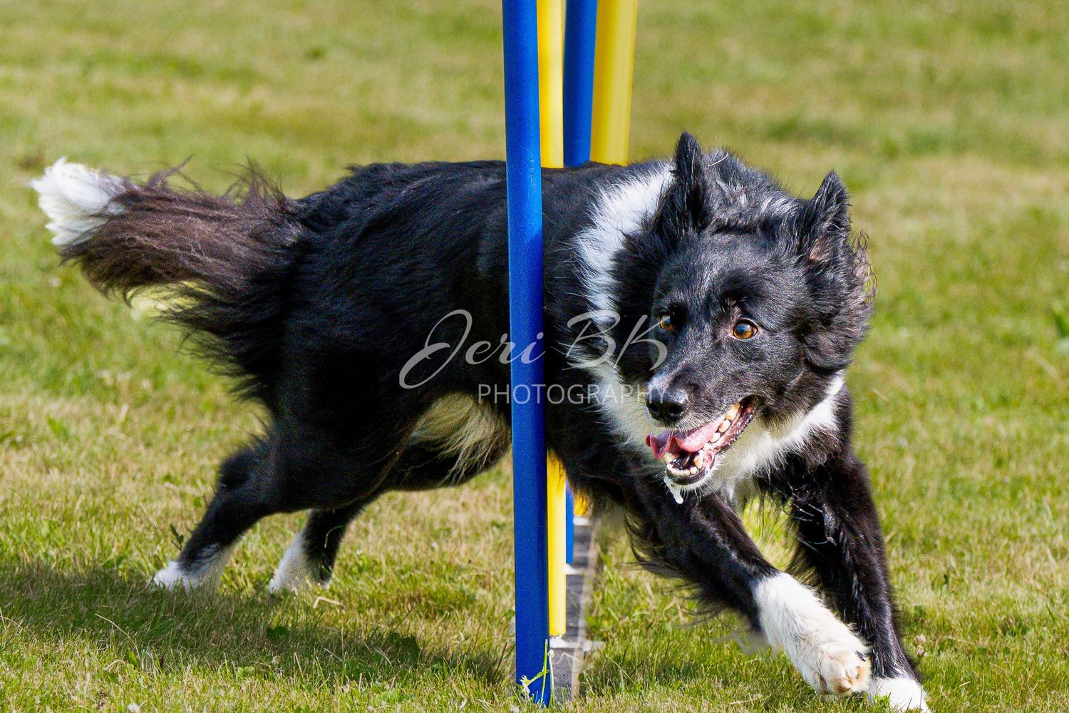 Australian shepherd exiting dog agility weaving poles