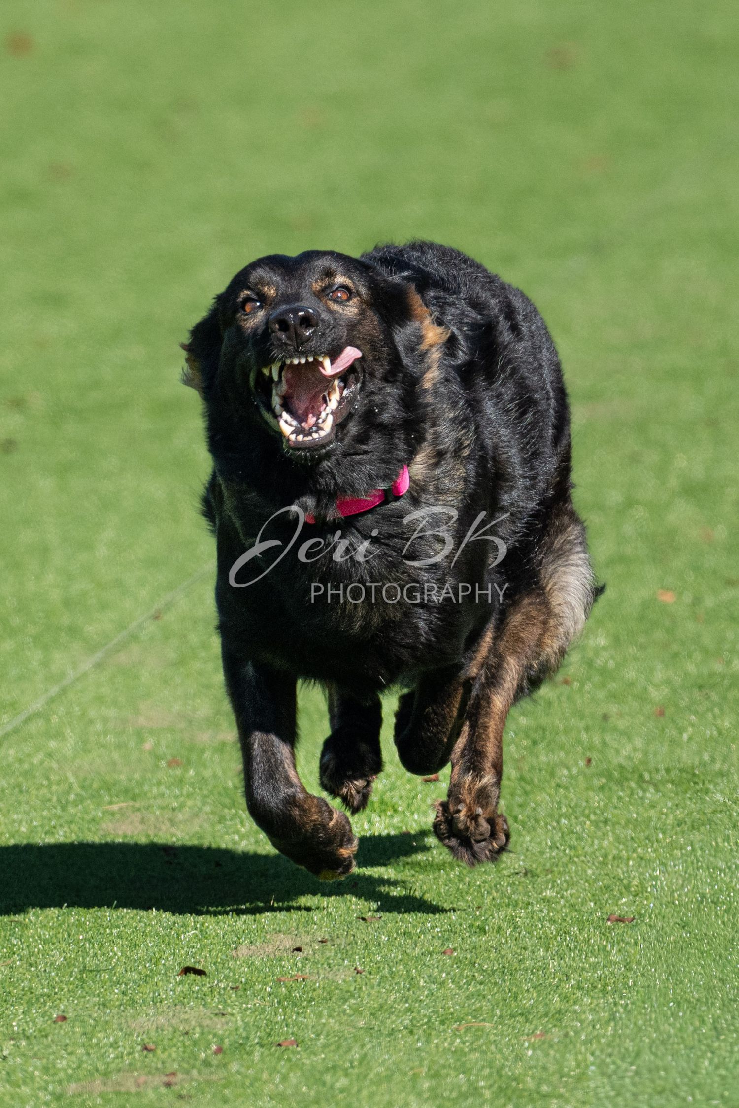 Dog running