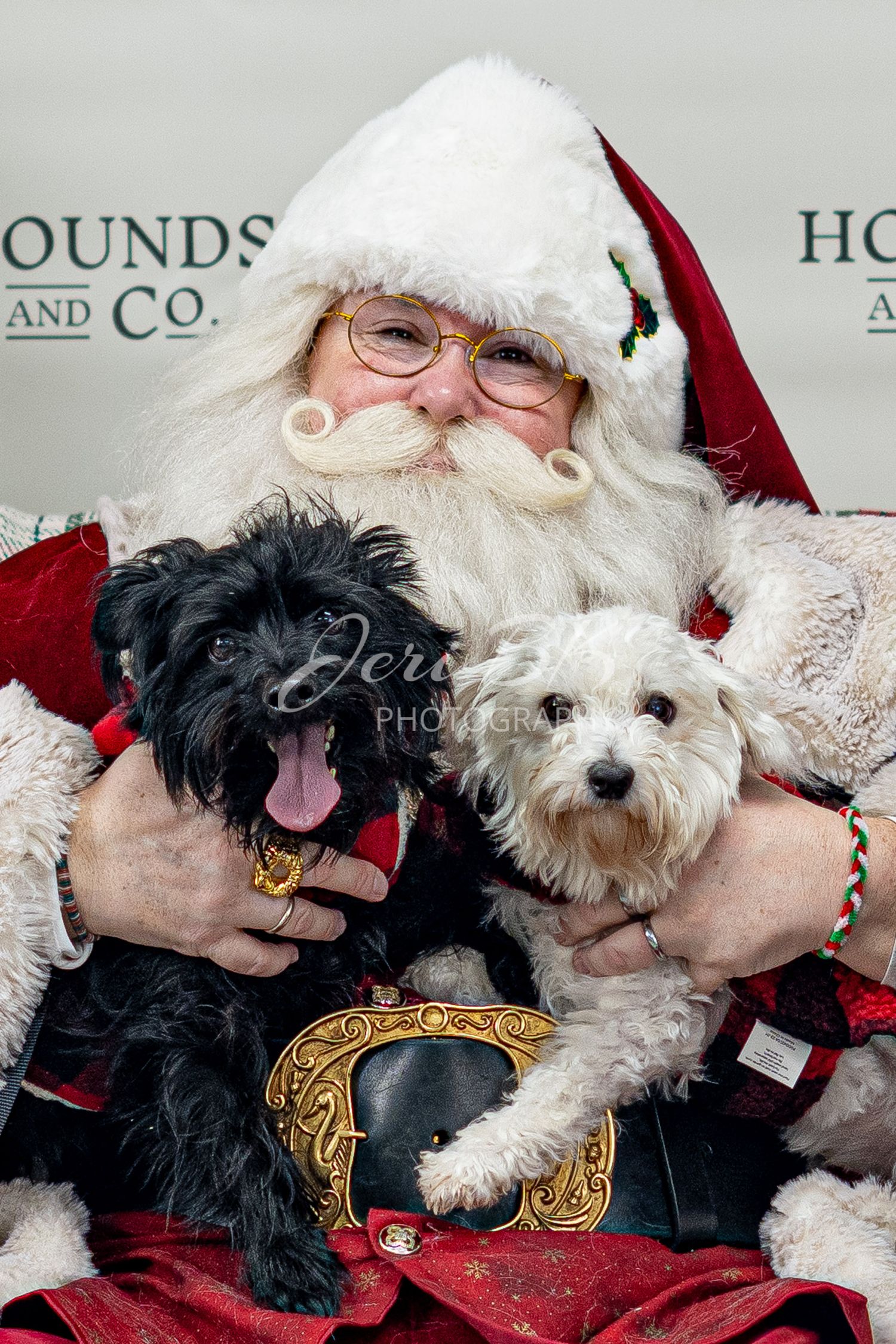 Santa and two small dog portrait