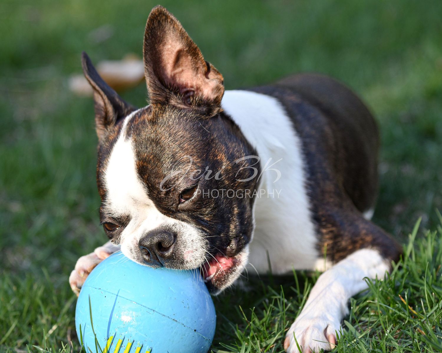 Dog with ball