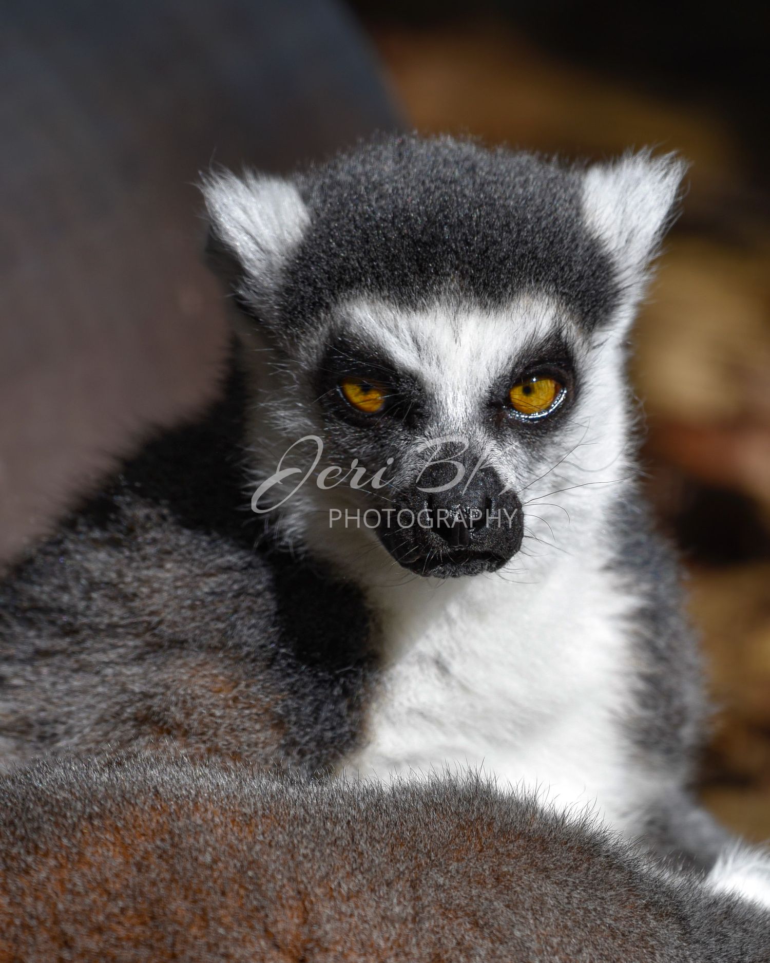 Lemur portrait