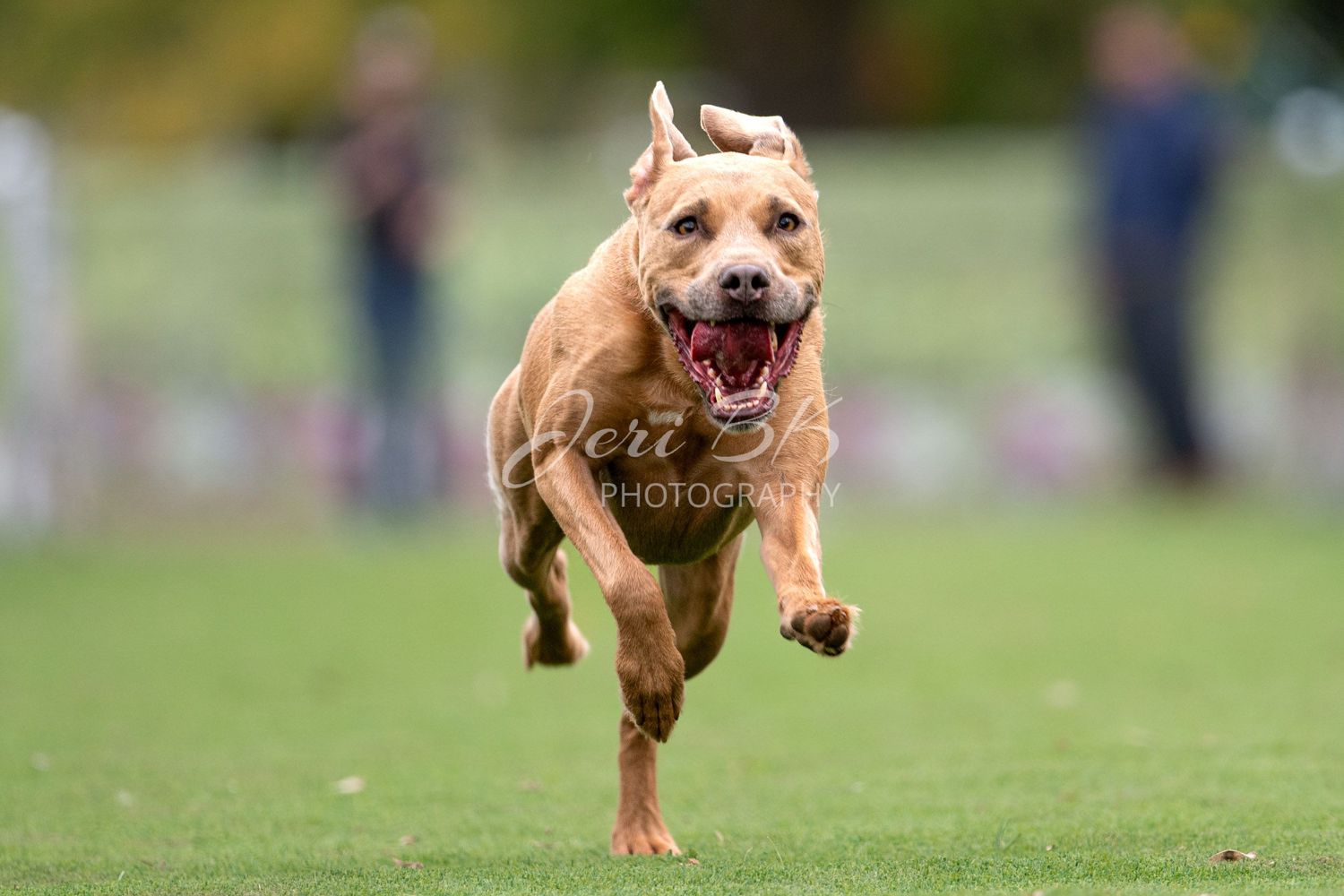 Dog running FastCAT Michigan