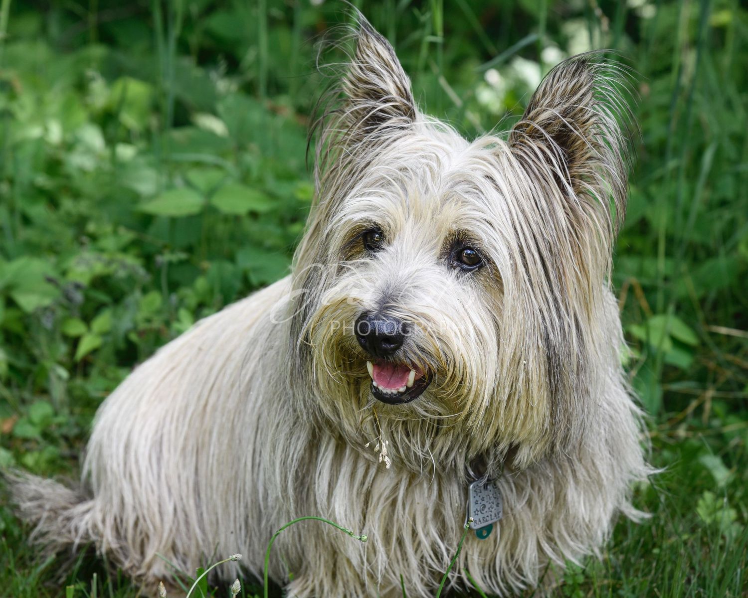 Dog smiling portrait Michigan