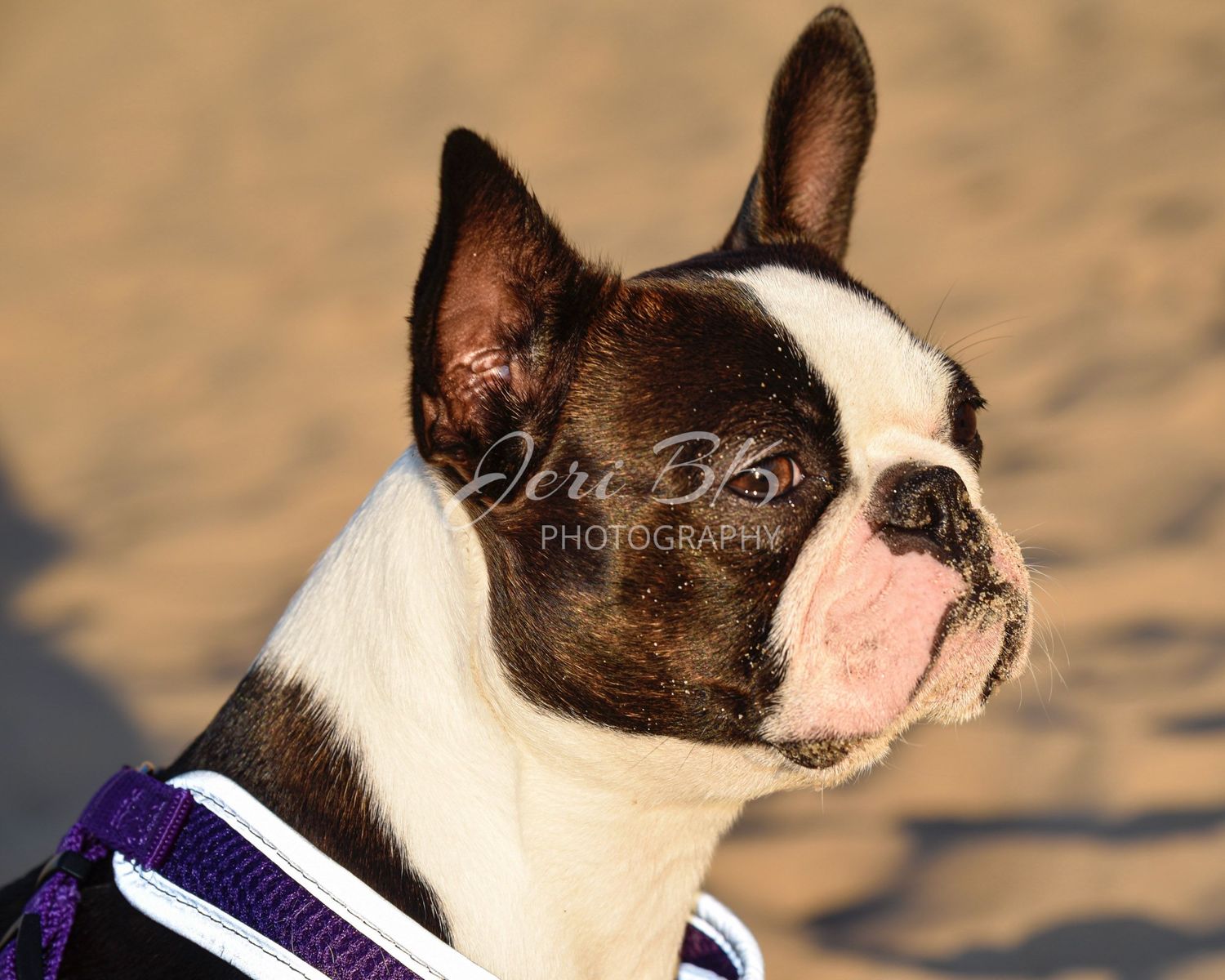 Boston Terrier portrait Lake Michigan photography