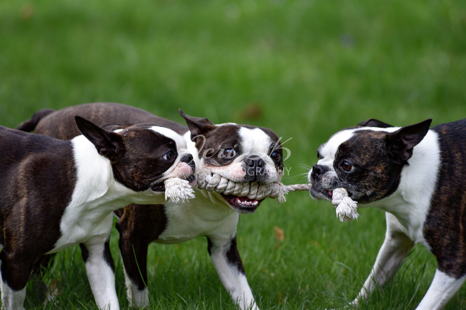 Three Boston Terriers playing tug