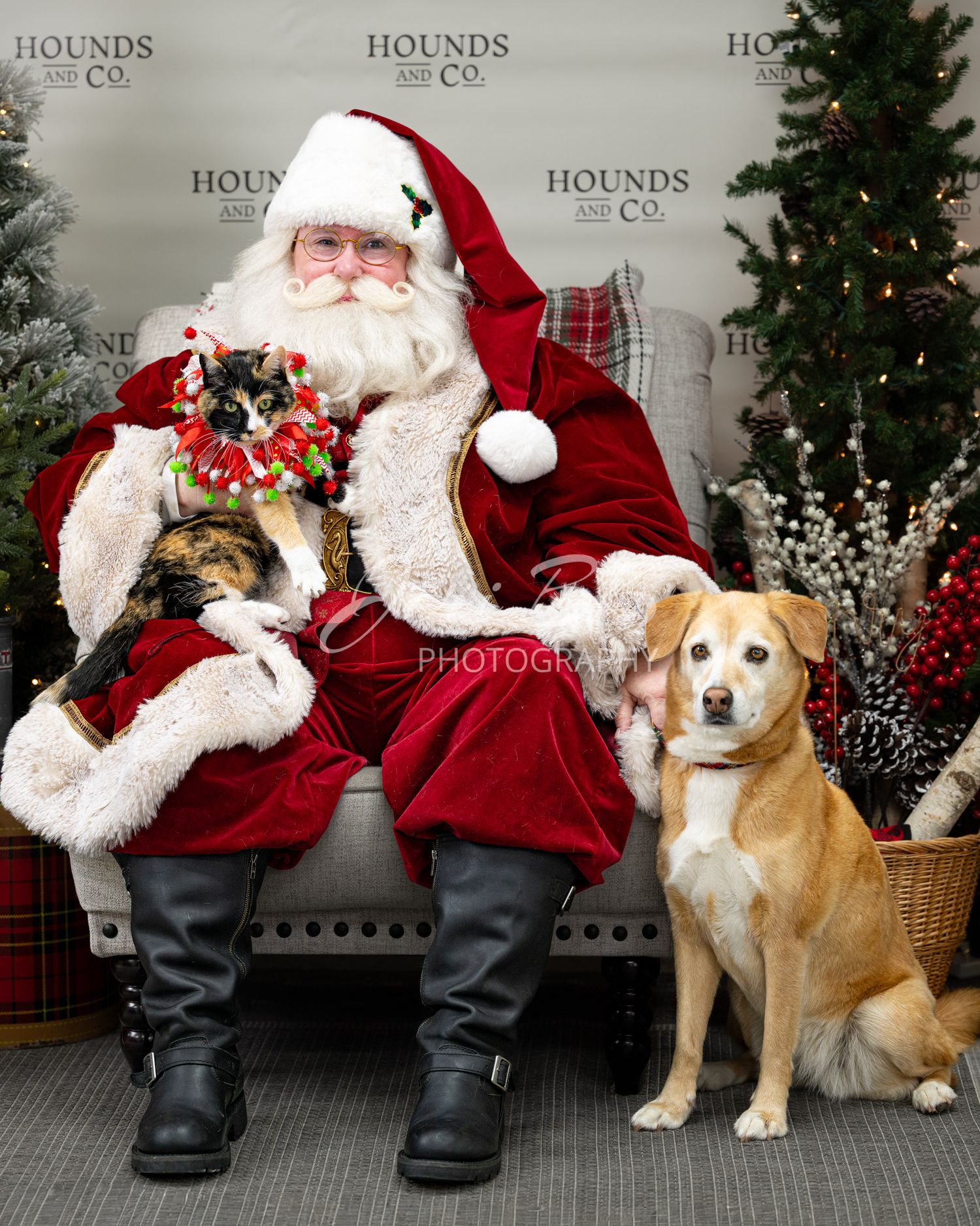 Santa with cat and dog portrait
