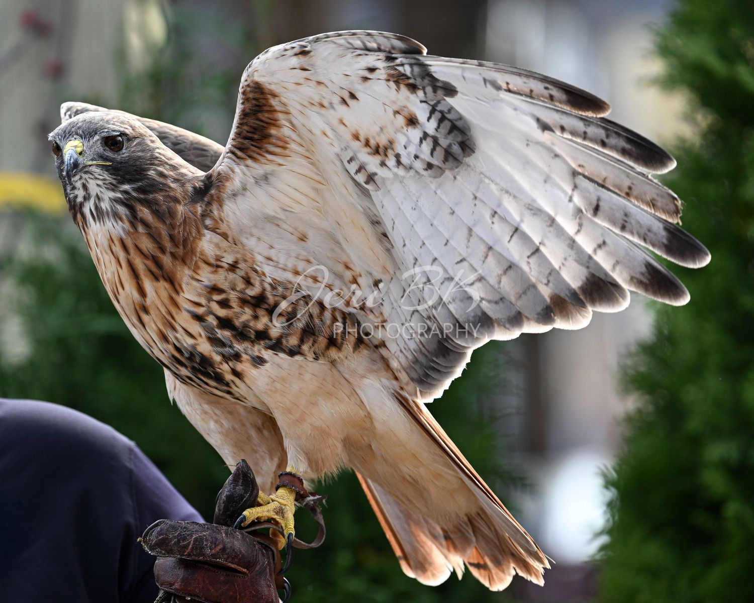 Hawk with handler