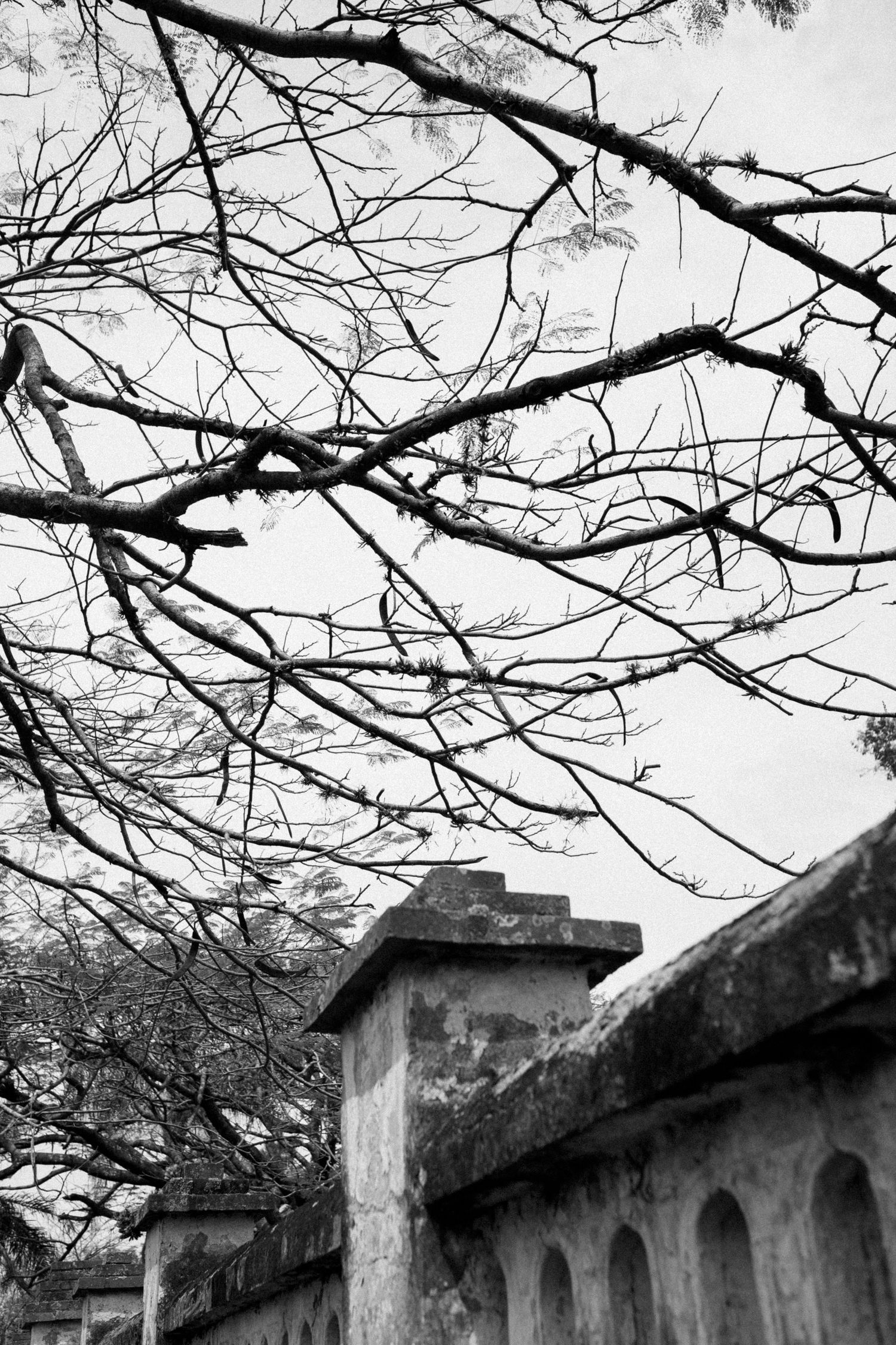Bare tree branches stretch across a cloudy sky above an old stone wall structure.