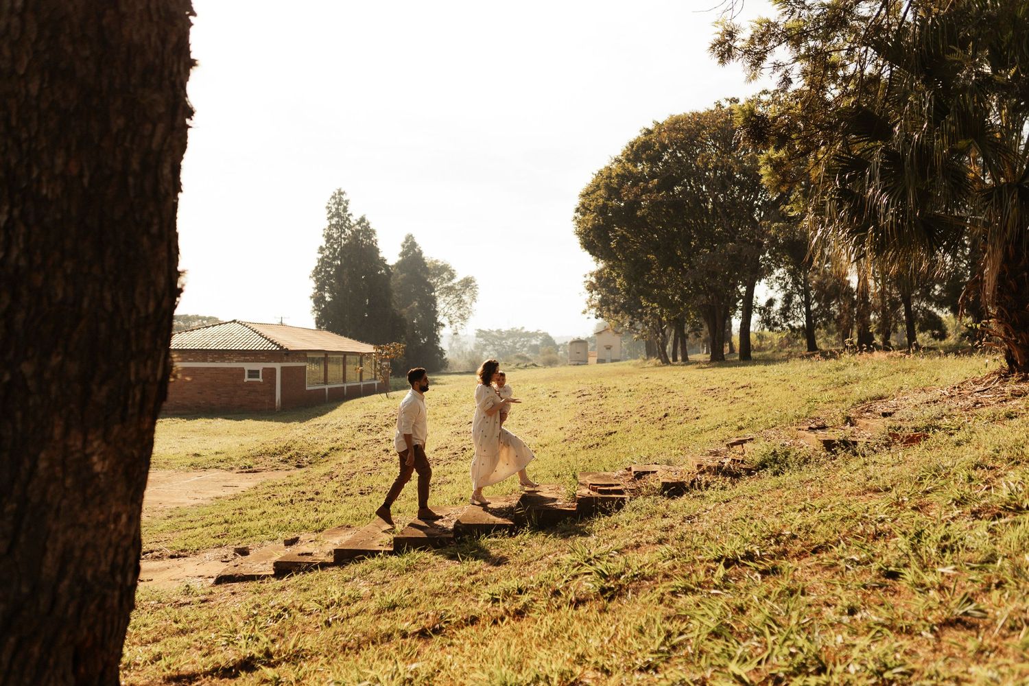 Sun-drenched hillside with trees casting long shadows in golden afternoon light.