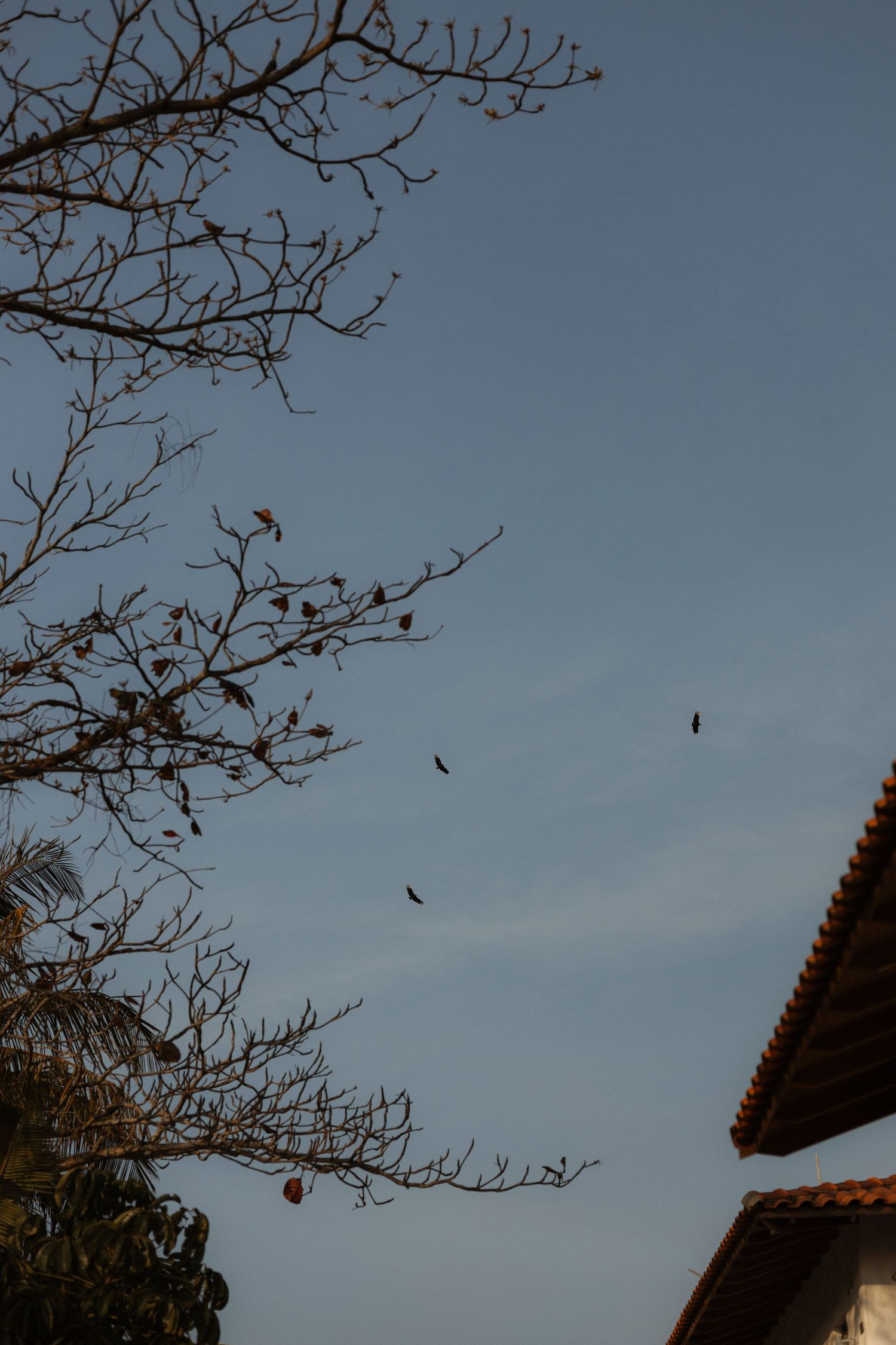 Birds soar against a dusky sky with bare tree branches and a tiled roof in silhouette.