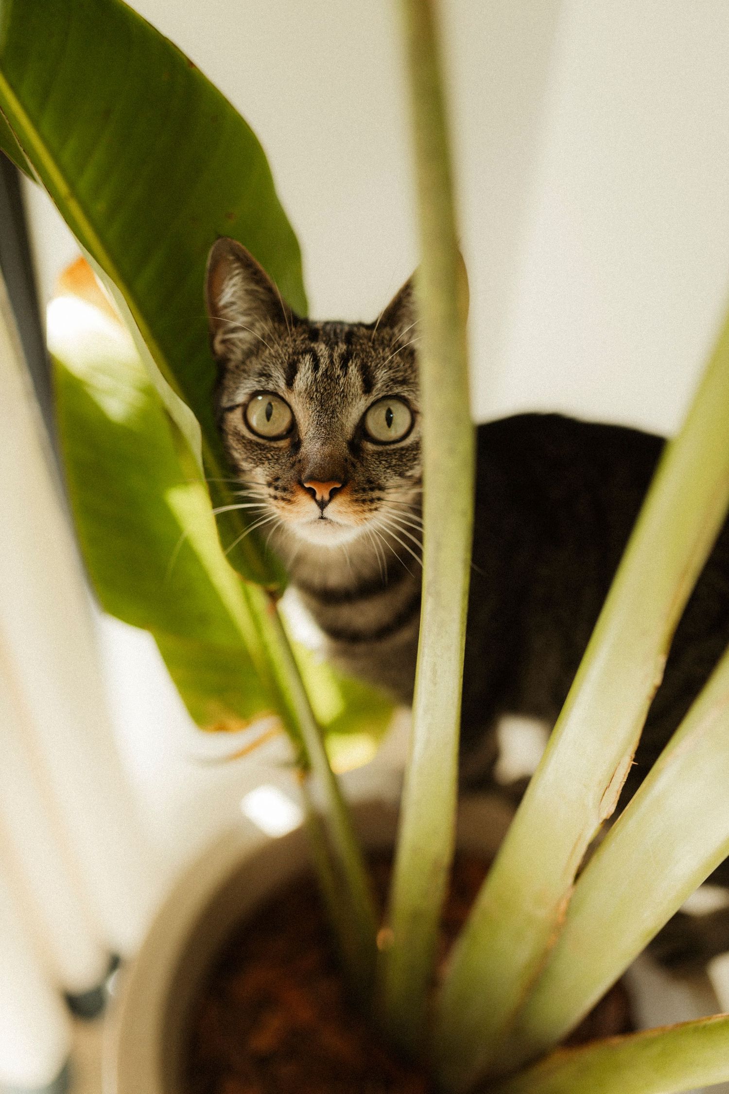Curious cat peeking through large green plant leaves in sequence of playful shots.